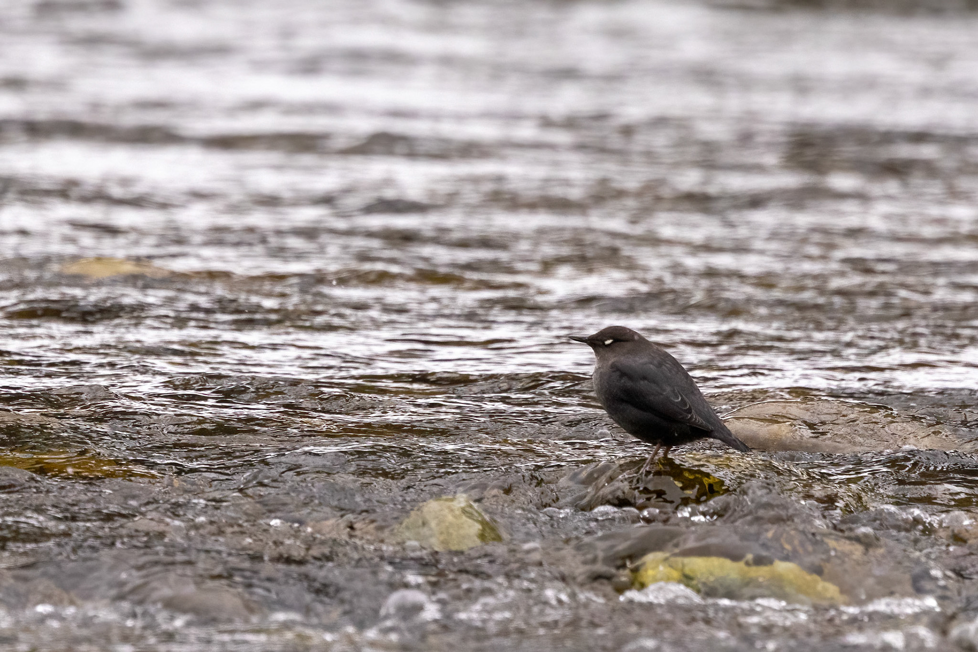 American Dipper (NA's only aquatic songbird) blinking to show off its white eye feathers