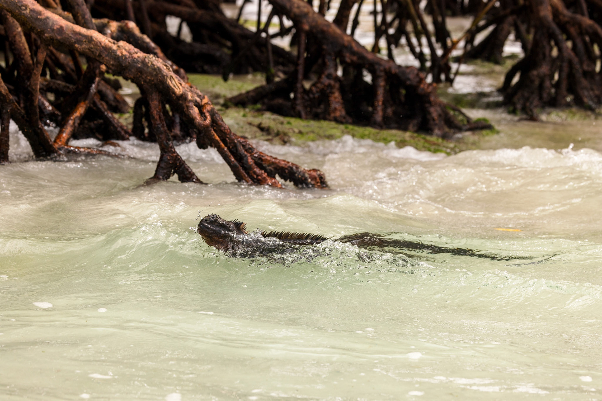 Marine Iguana