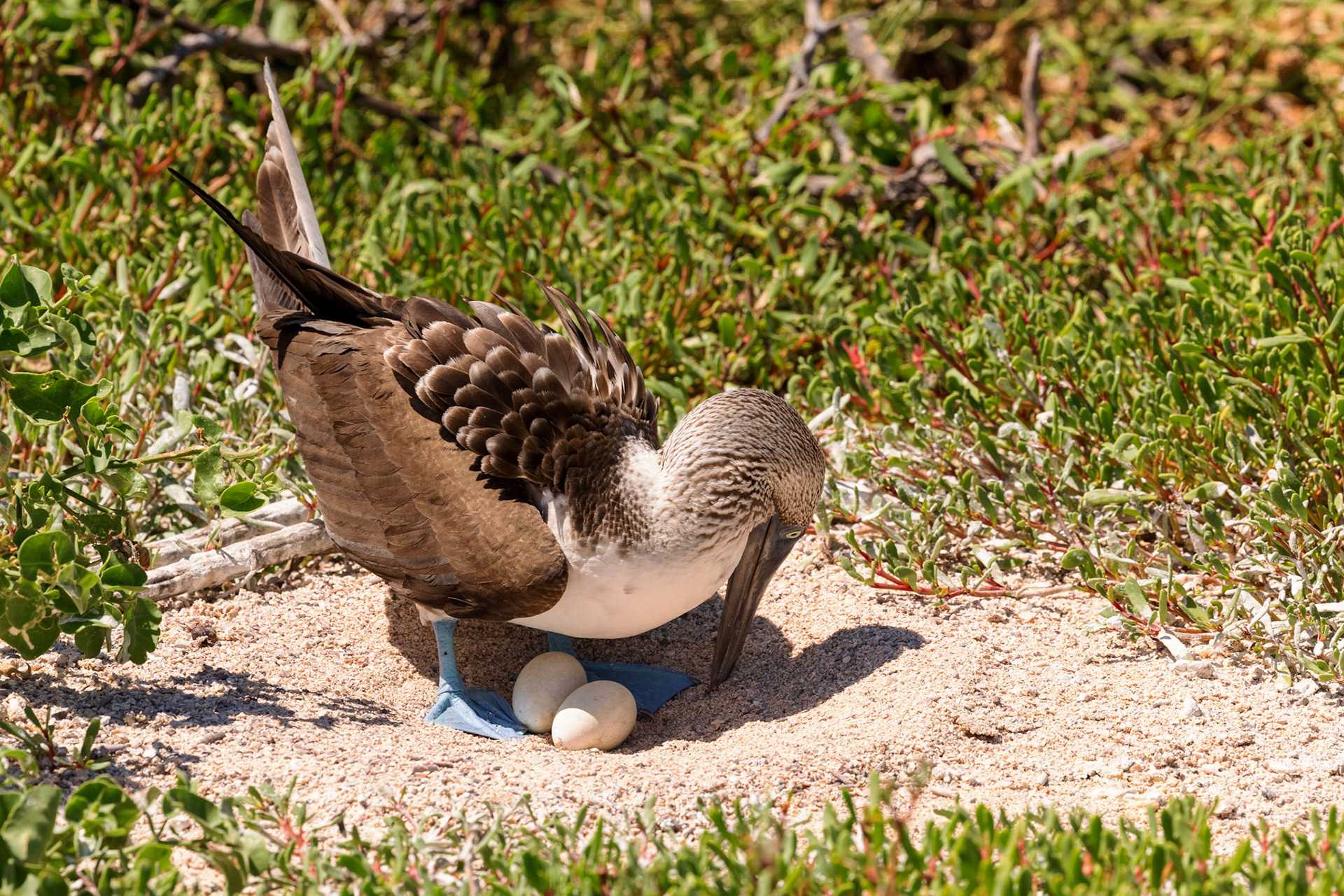 Blue-footed Booby with eggs