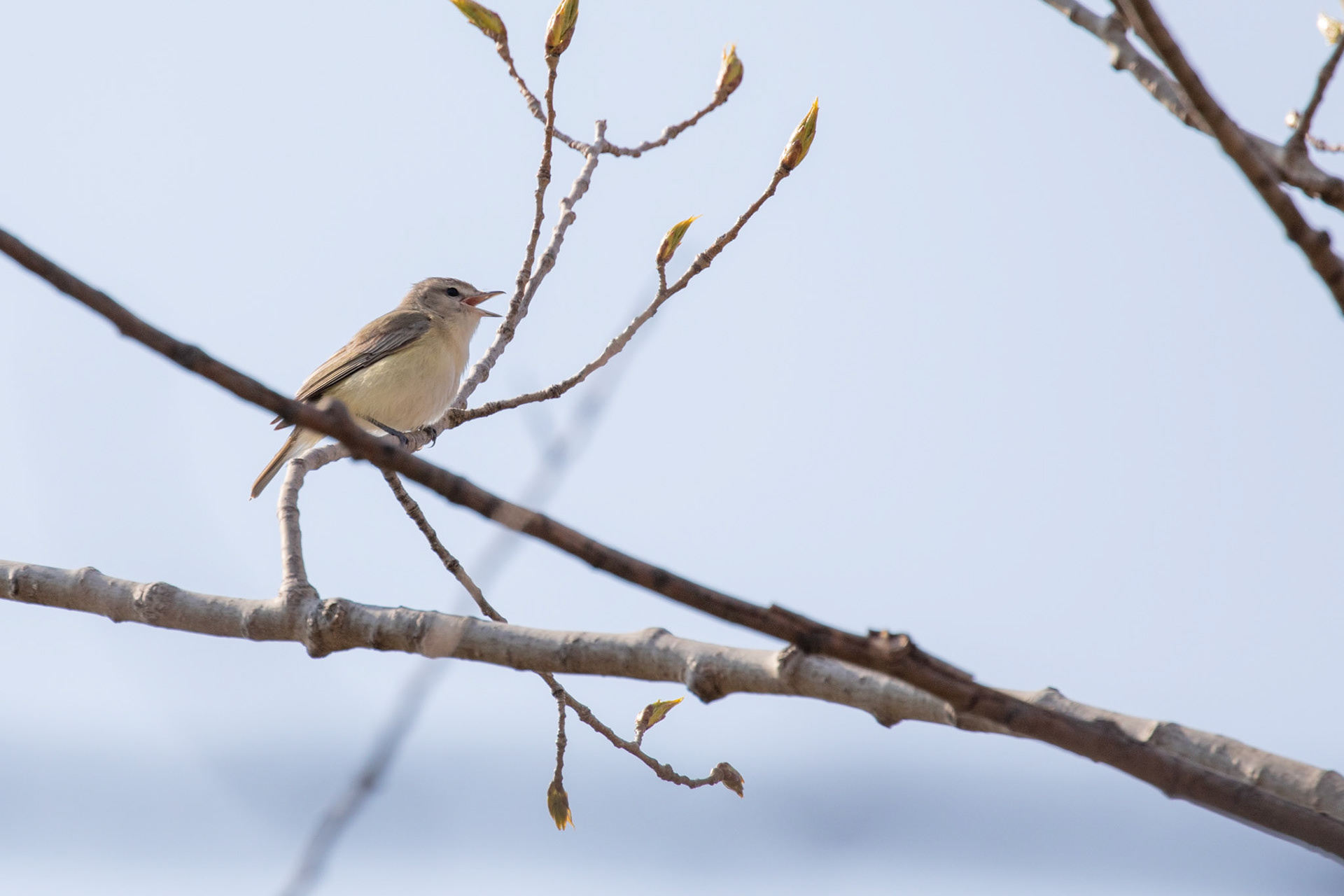 Philadelphia Vireo