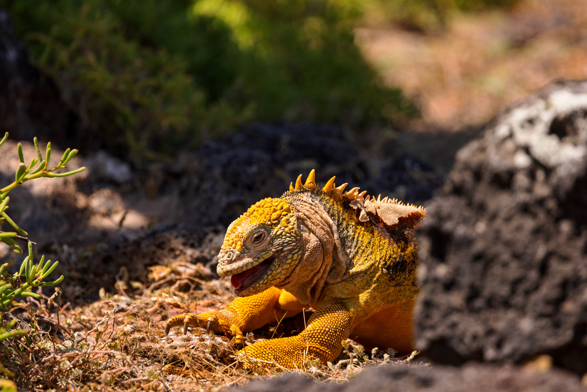 Land Iguana eating Prickly Pear Cactus