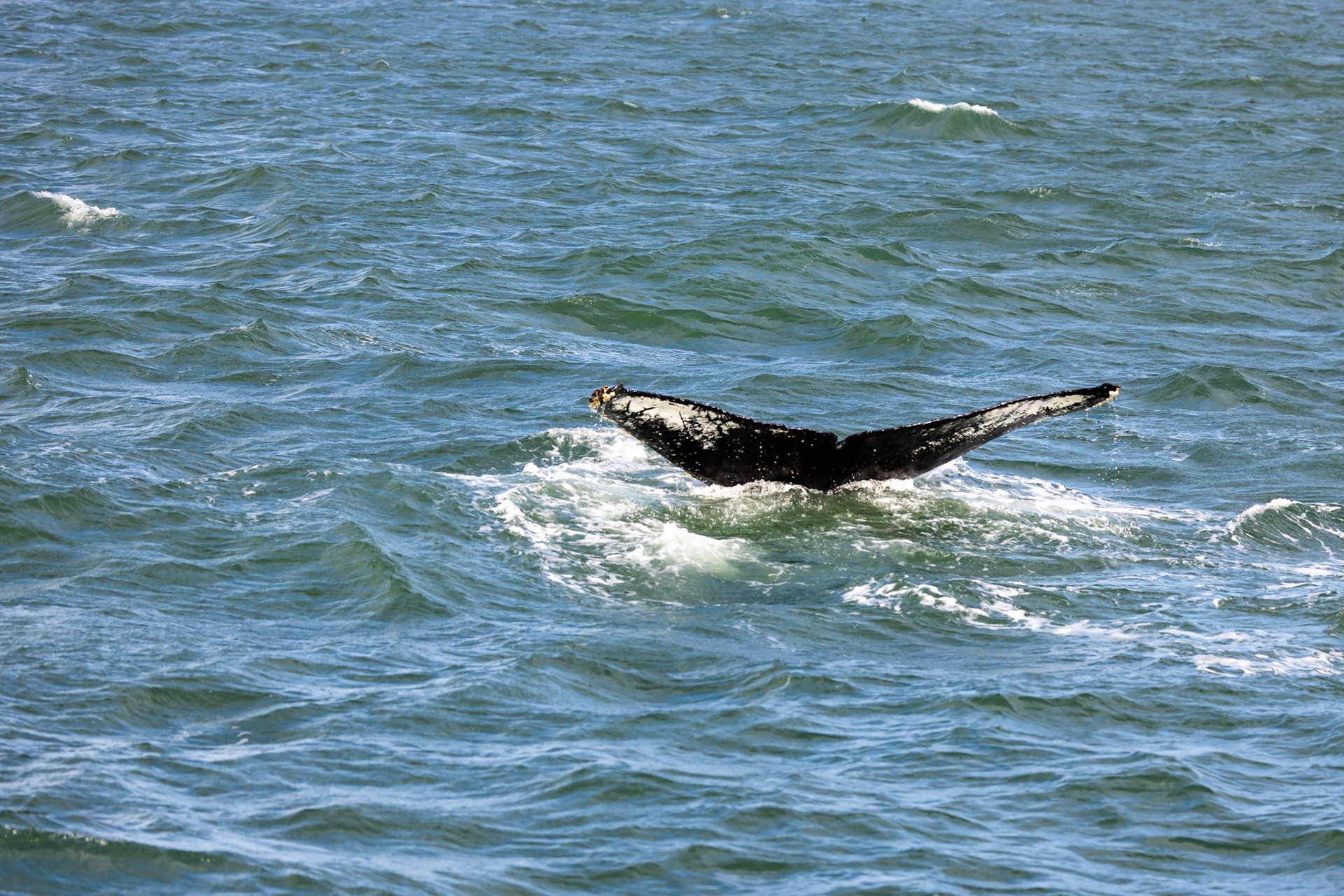 Humpback whale tail, showing its unique patterning on the underside of its tail