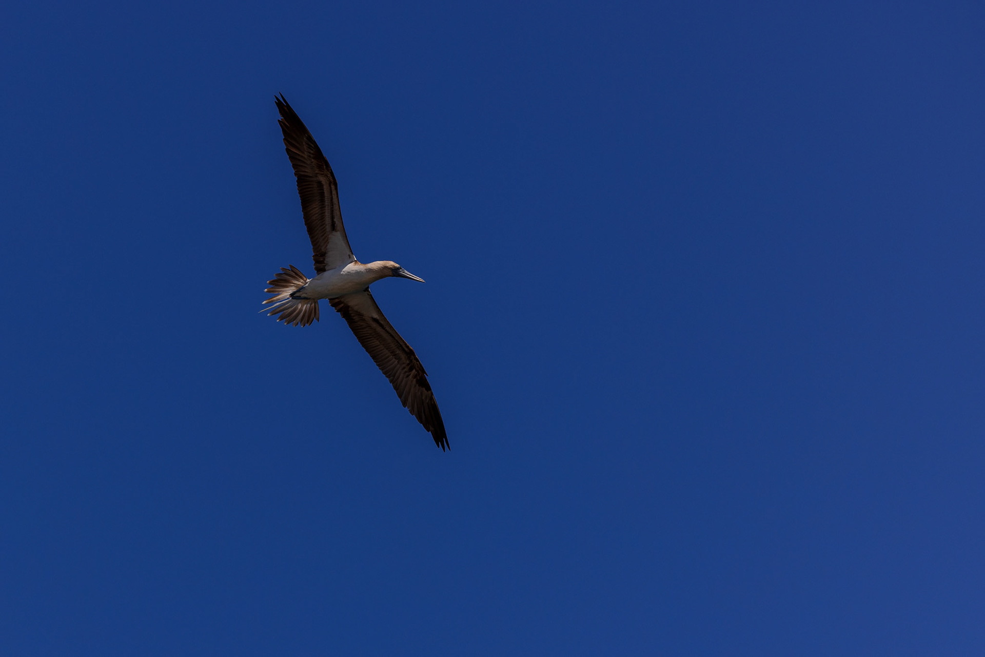 Blue-footed Booby