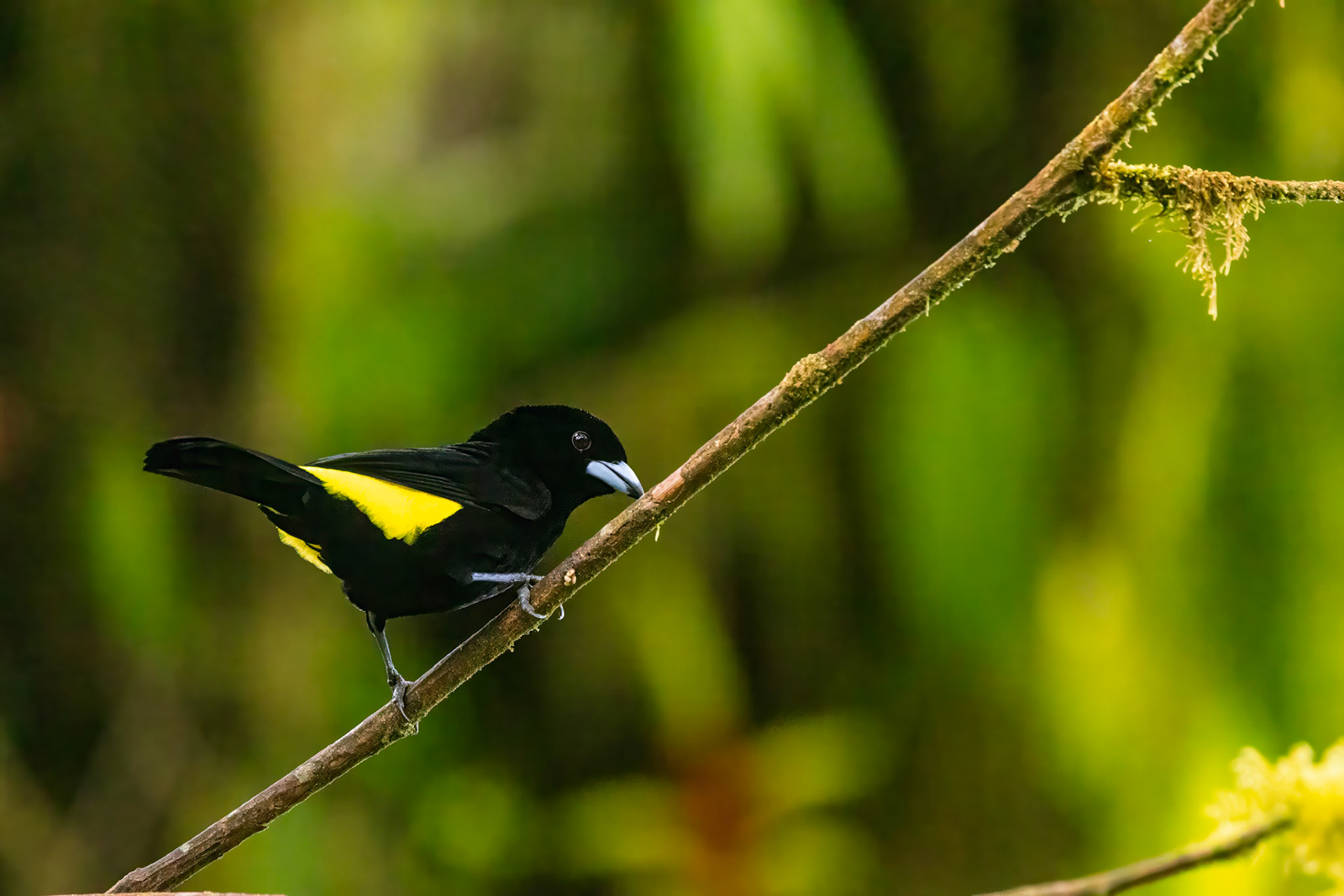 Lemon-rumped Tanager