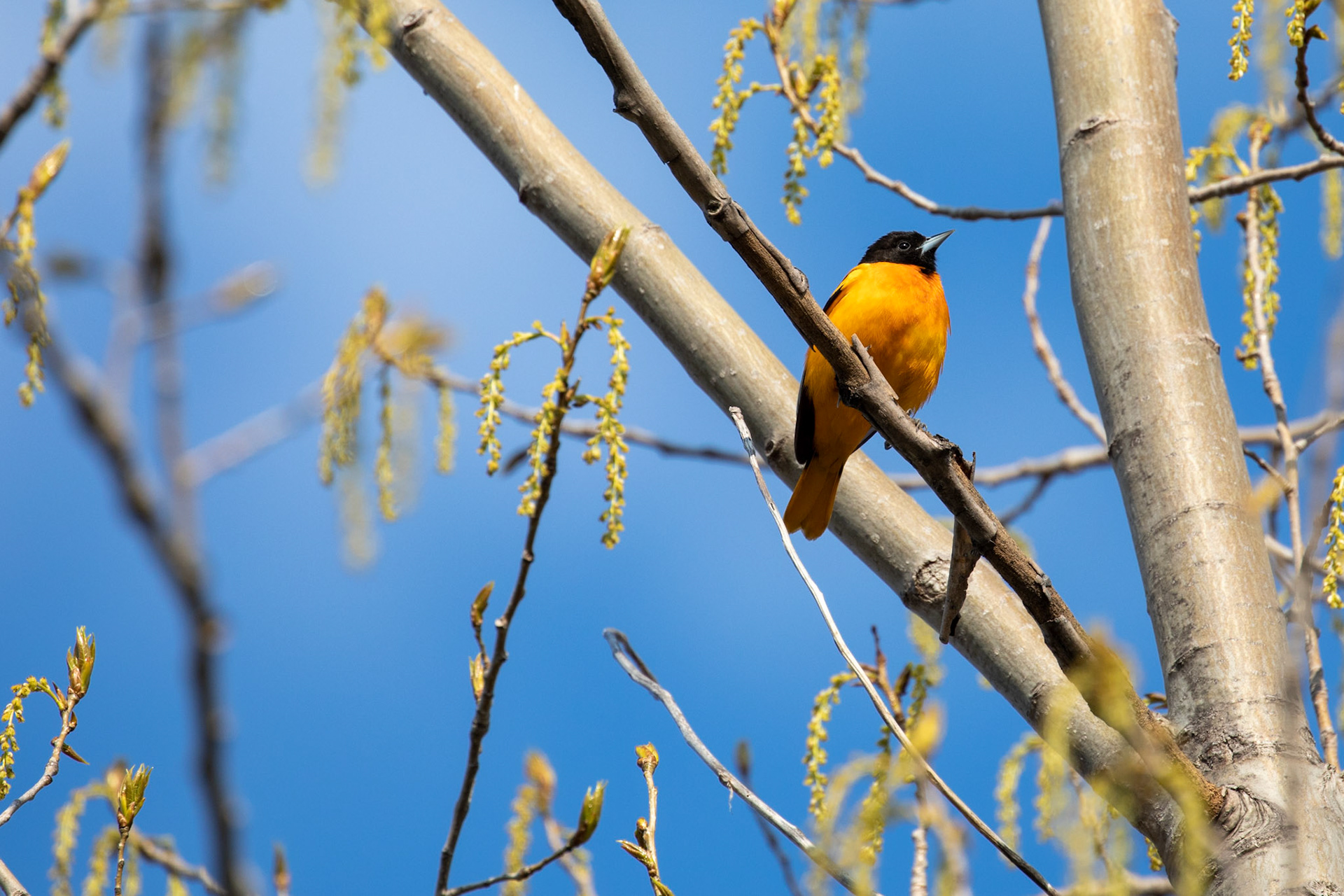 Baltimore Oriole (M)