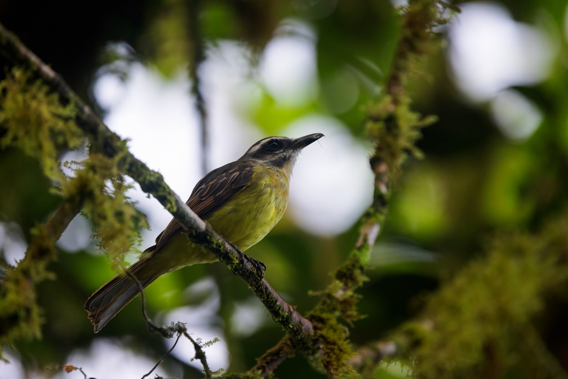 Golden-bellied Flycatcher