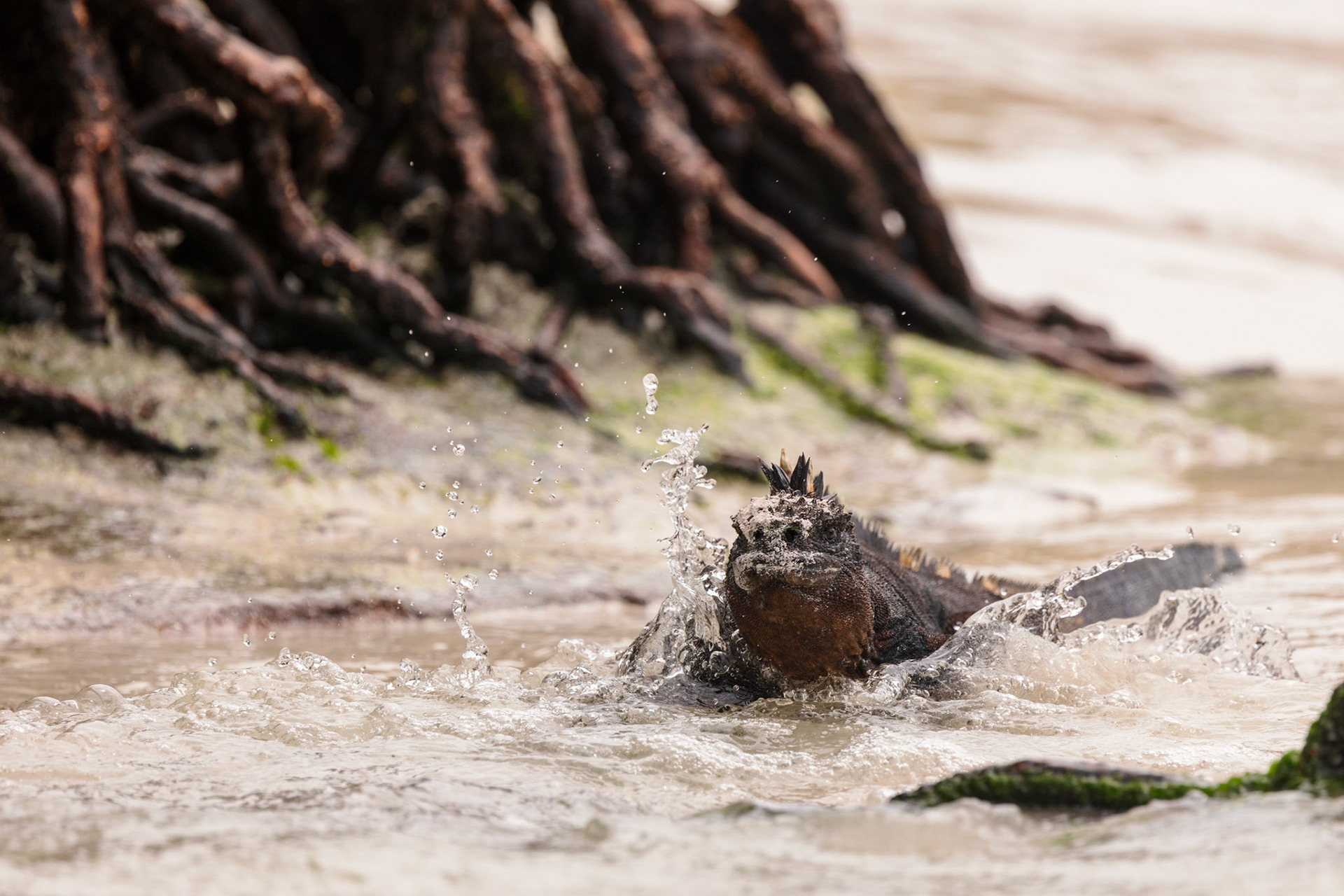 Marine Iguana