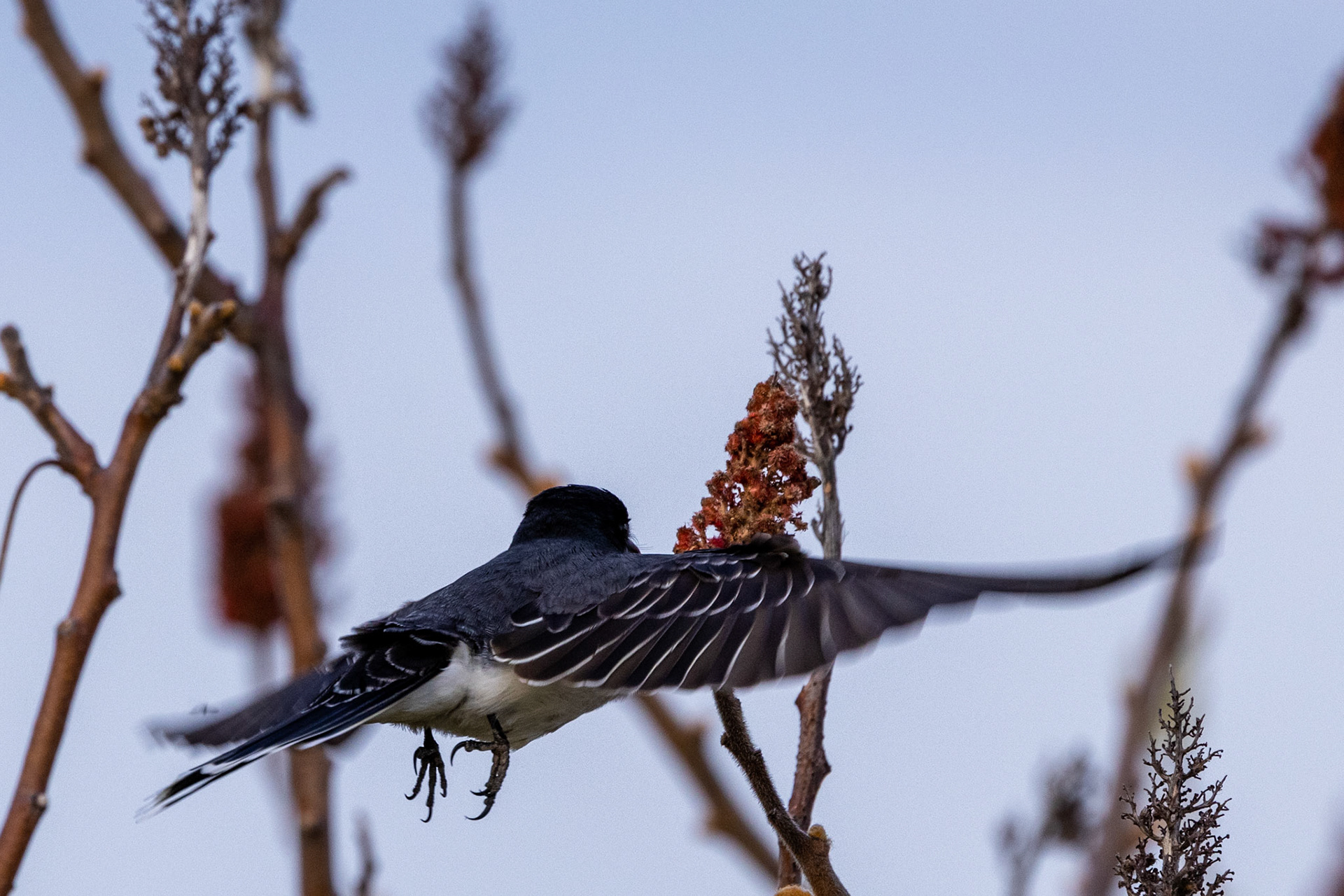 Eastern Kingbird