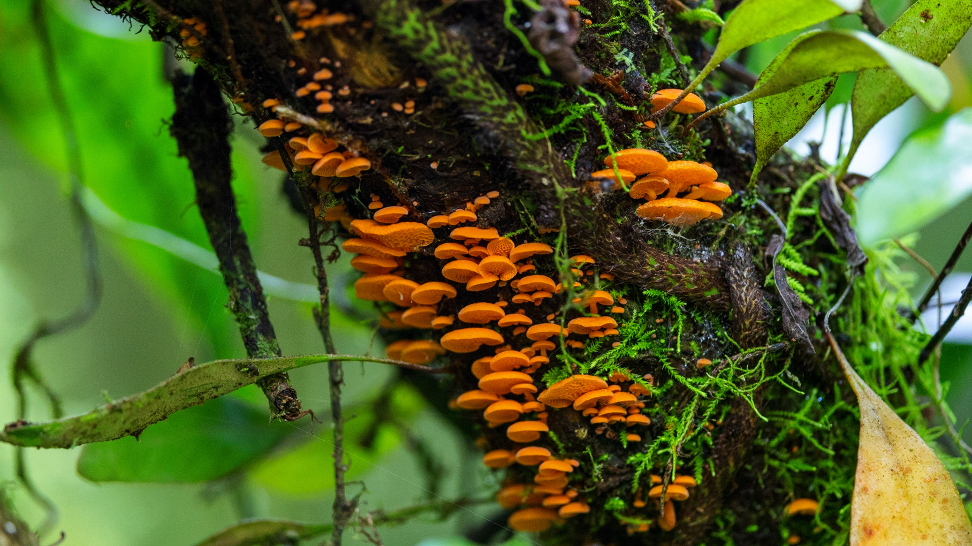 Favolaschia calocera