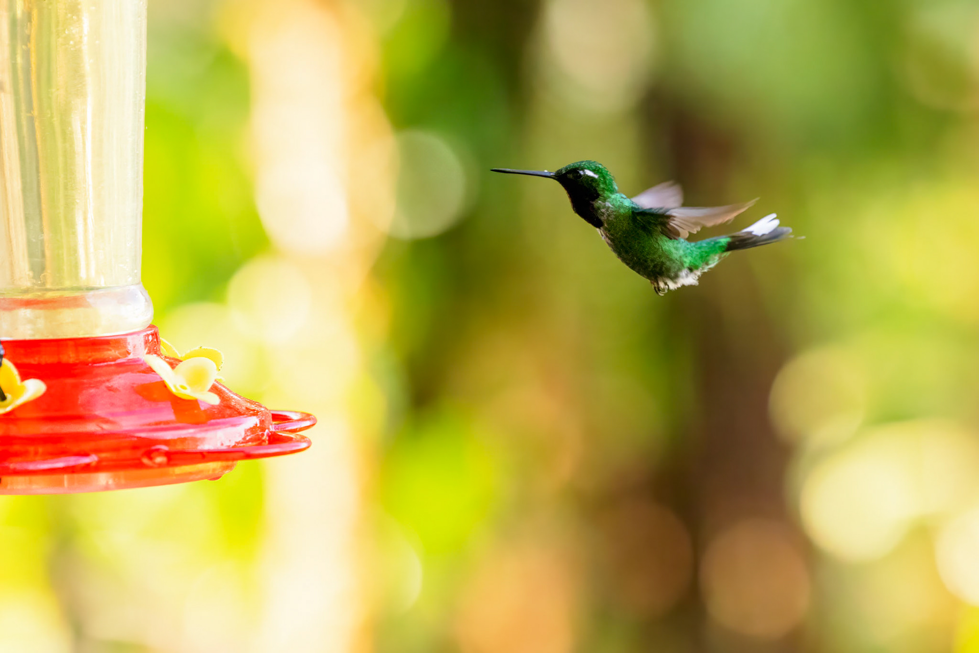 Purple-bibbed Whitetip