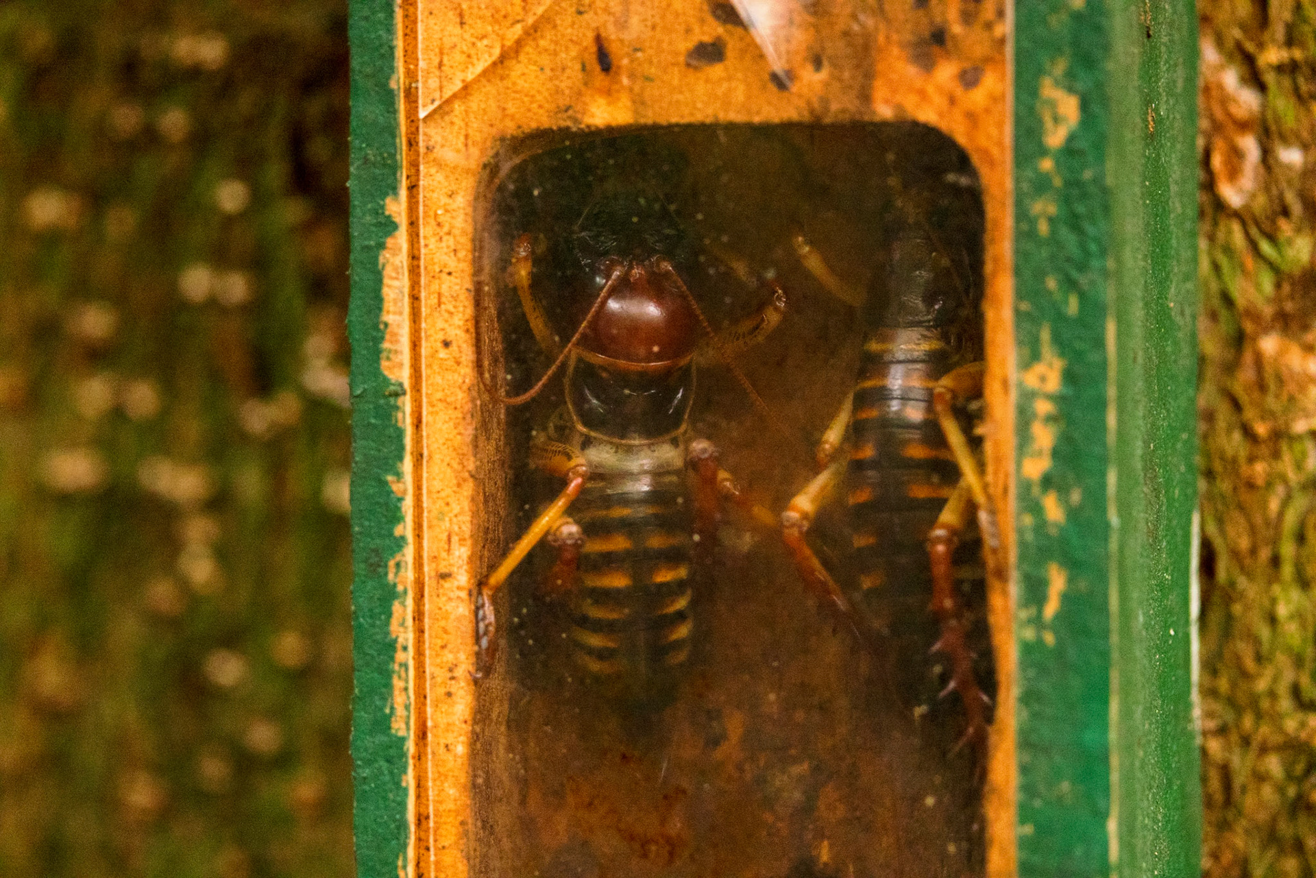 Weta pair