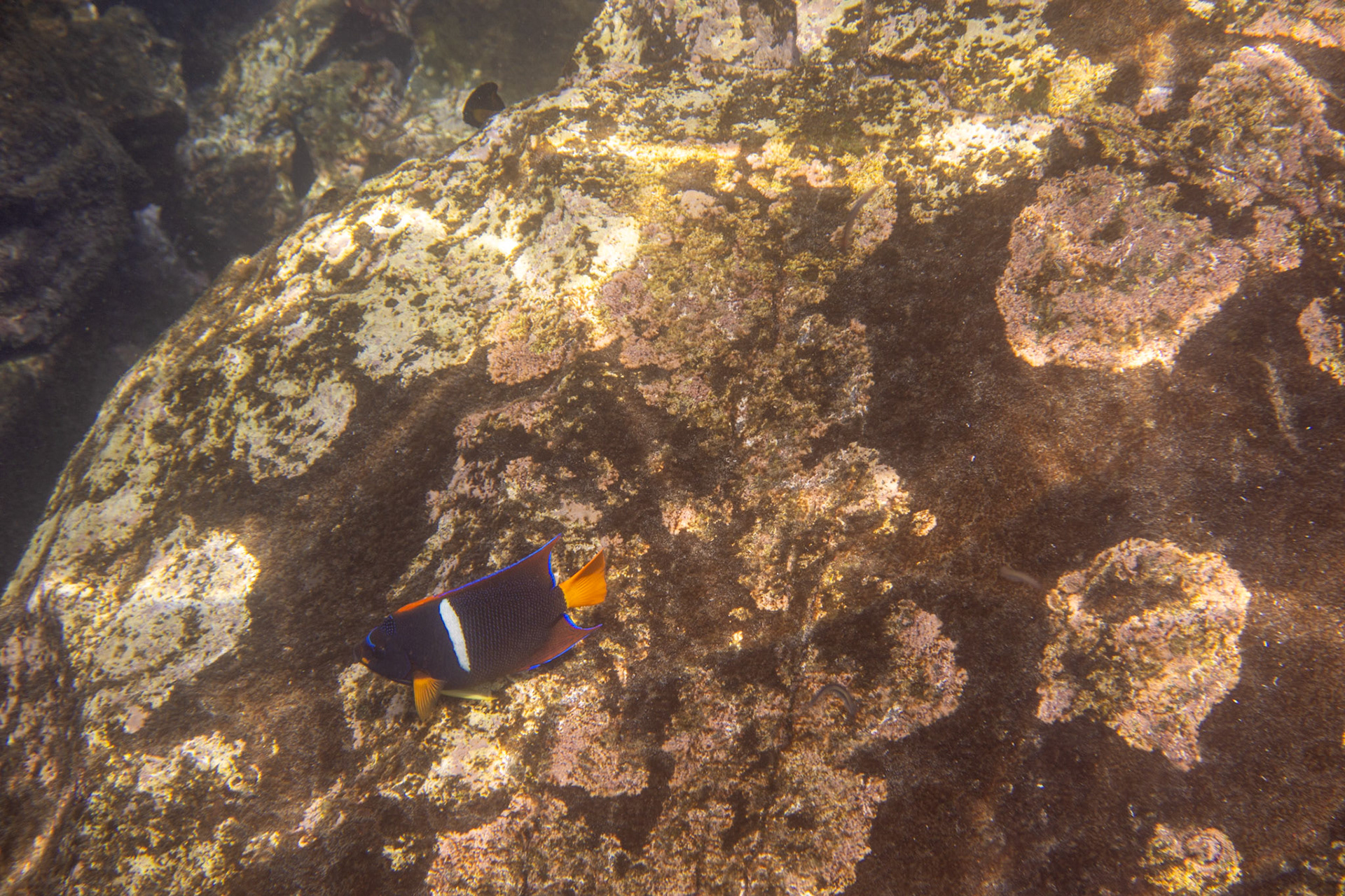 King Angelfish