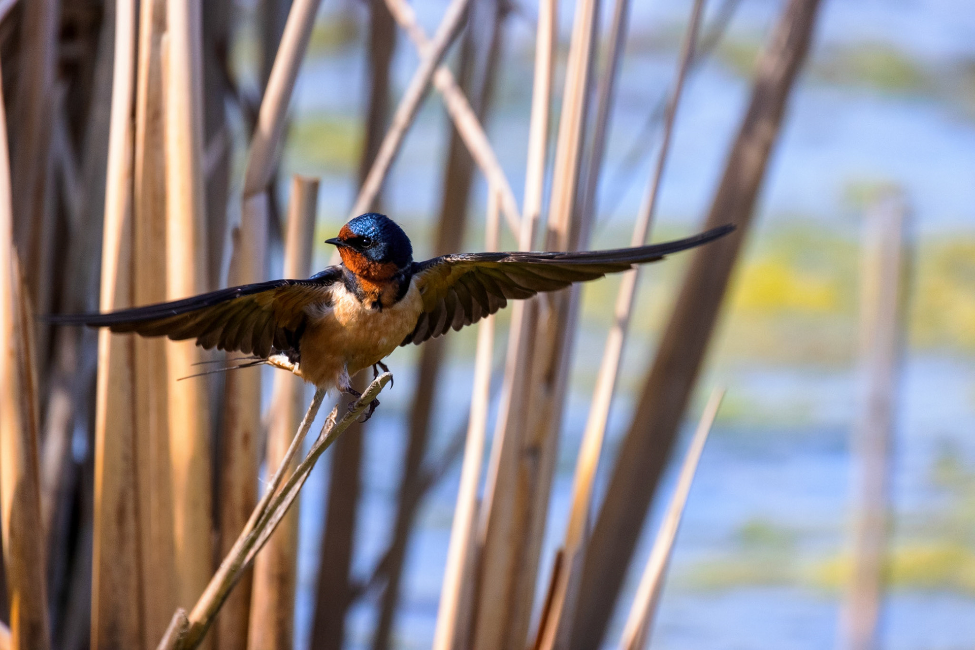 Barn Swallow
