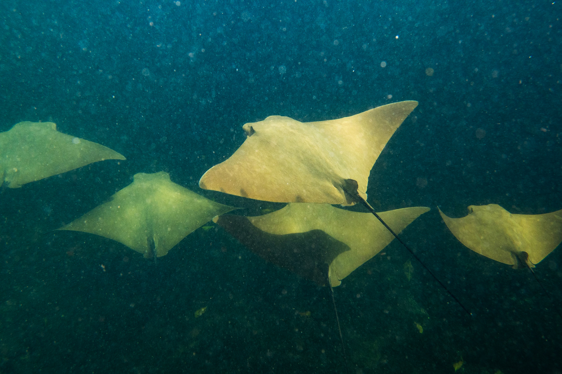 Golden Cownose Rays