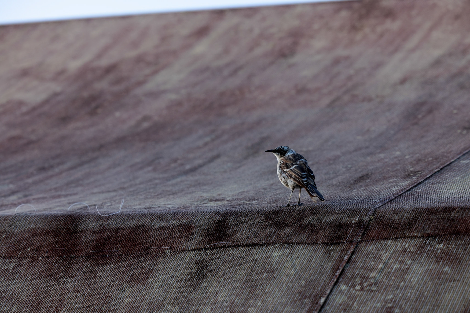 Galapagos Mockingbird