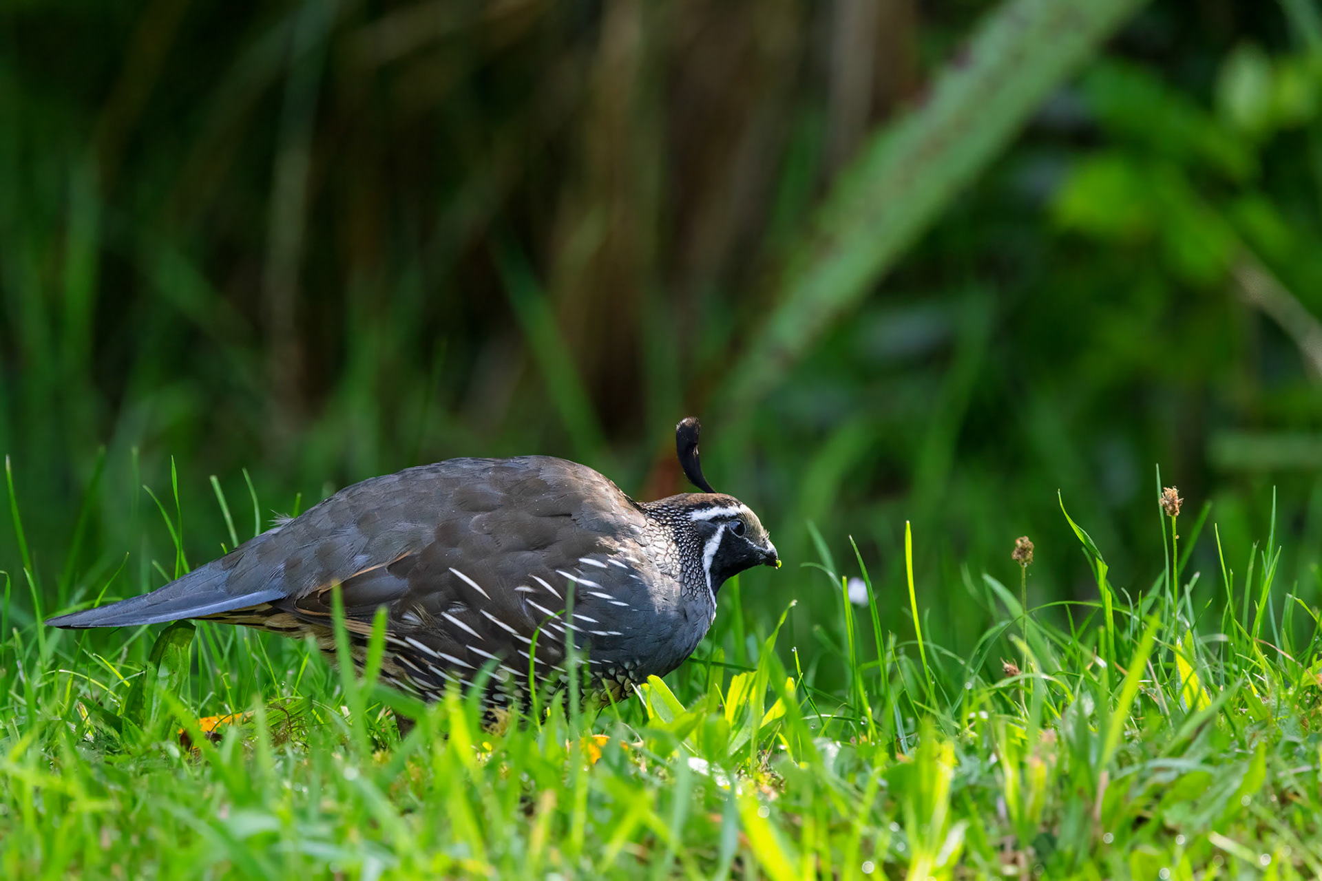 California Quail