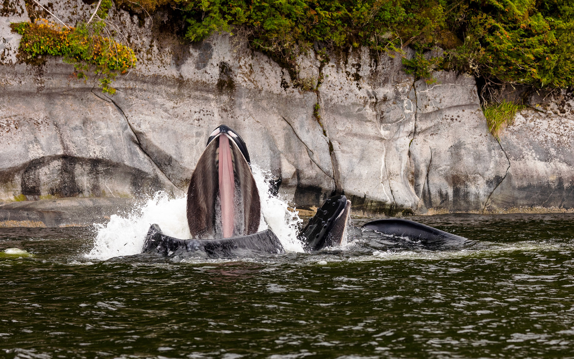 If you look closely, you'll see lots of herring making their escape