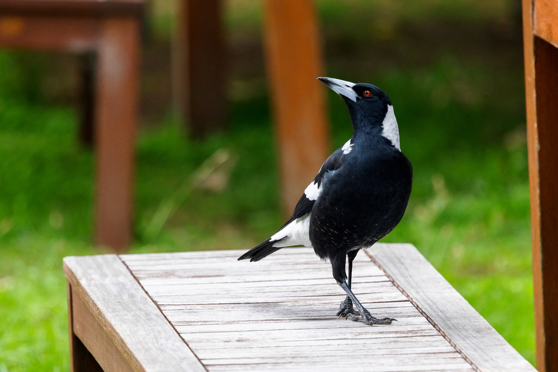 Australian Magpie