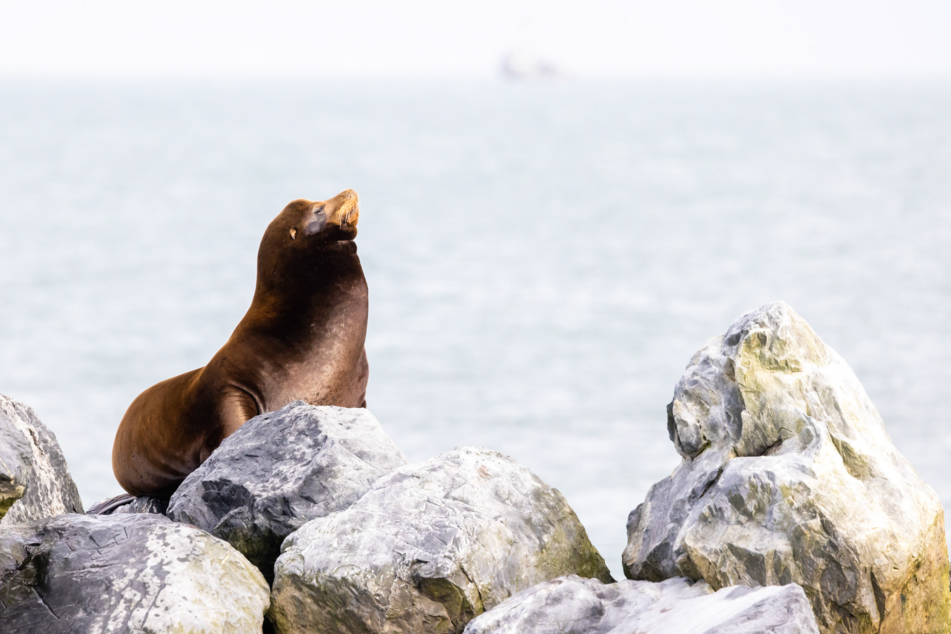 More sea lions sunning
