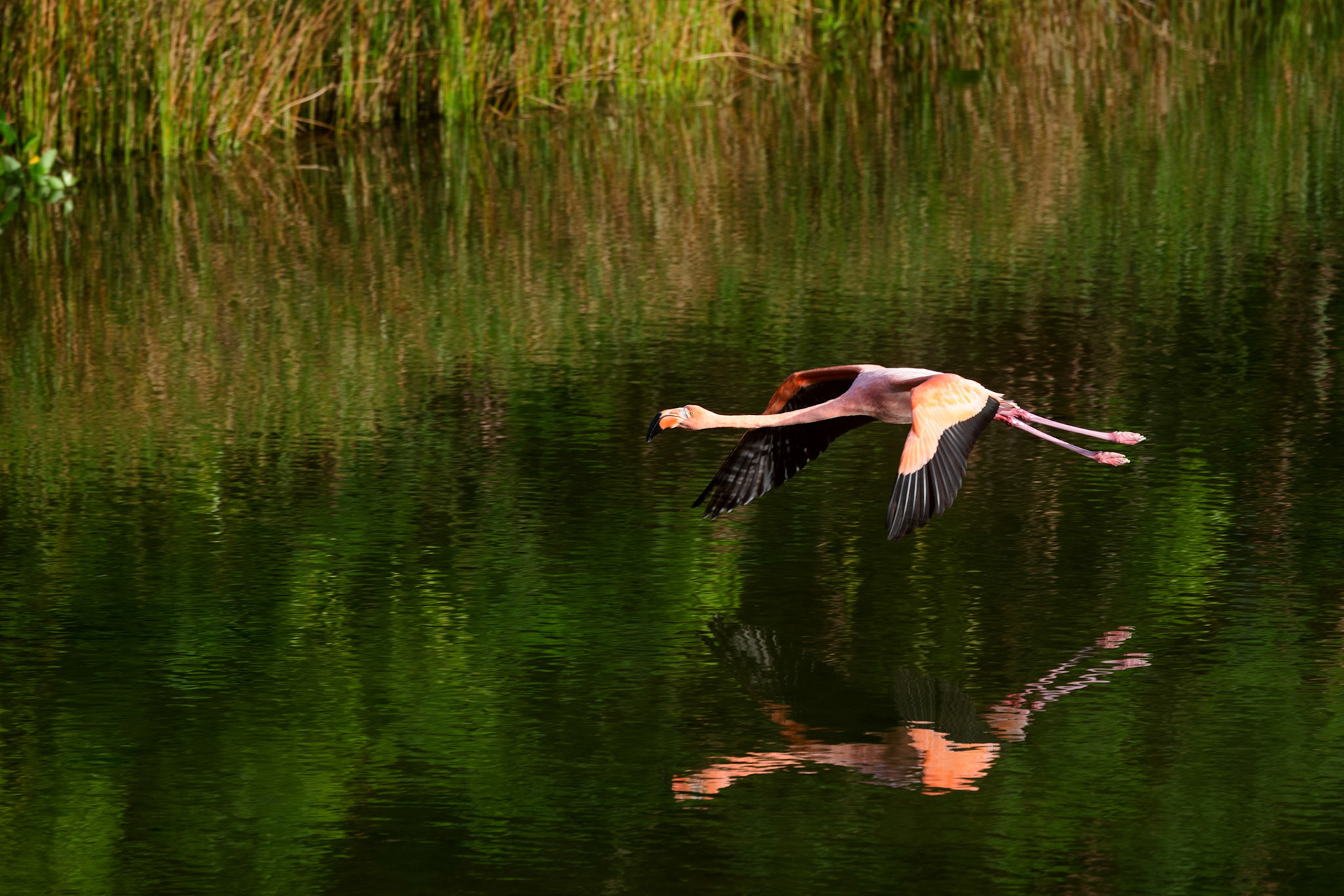 Flamingo