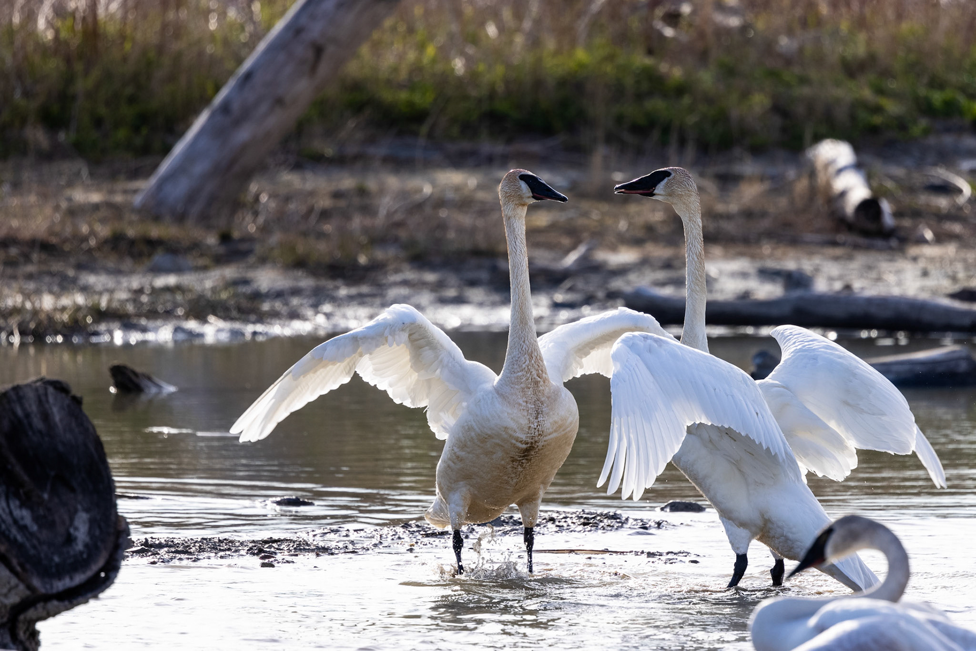 Trumpeter Swans