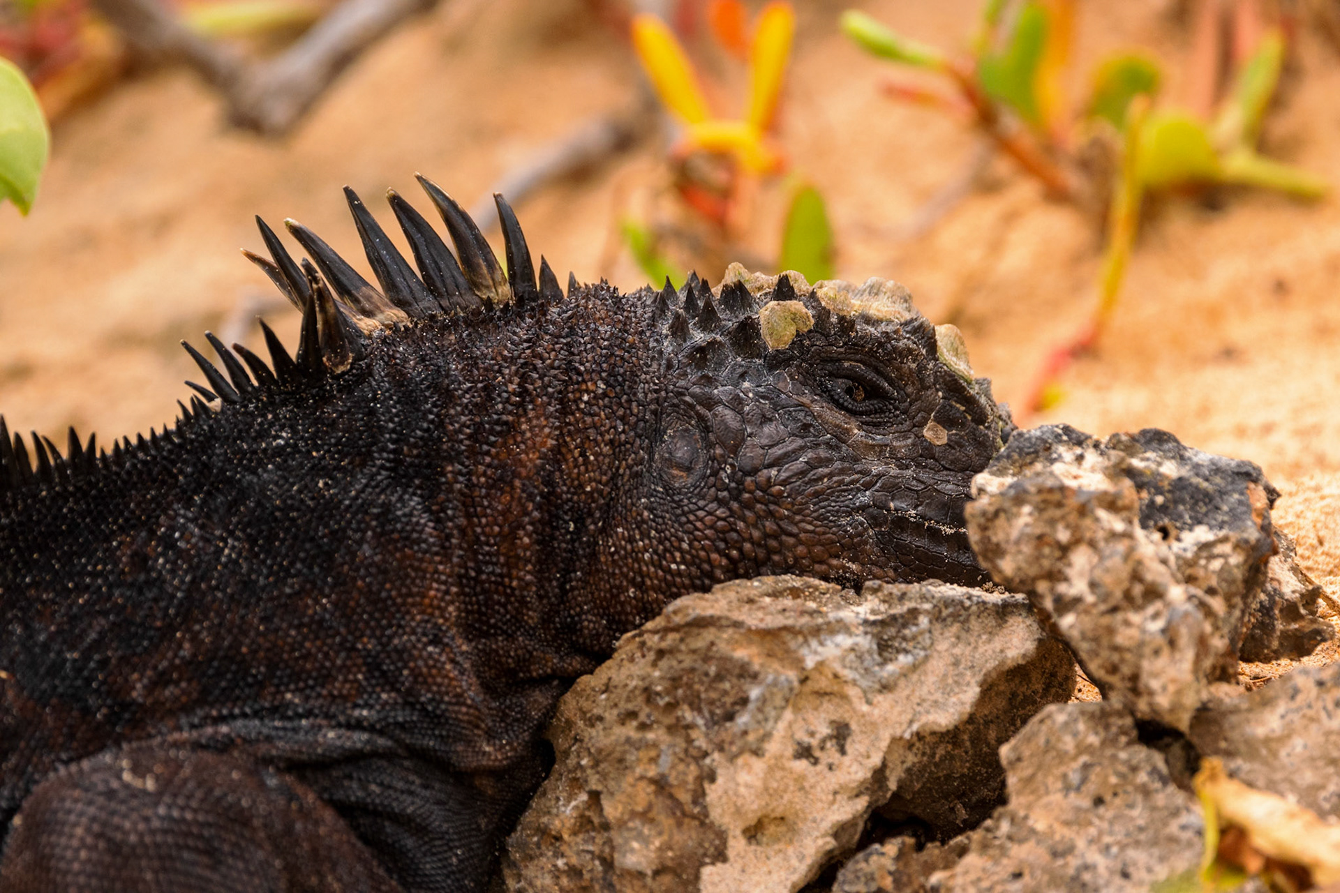 Marine Iguana