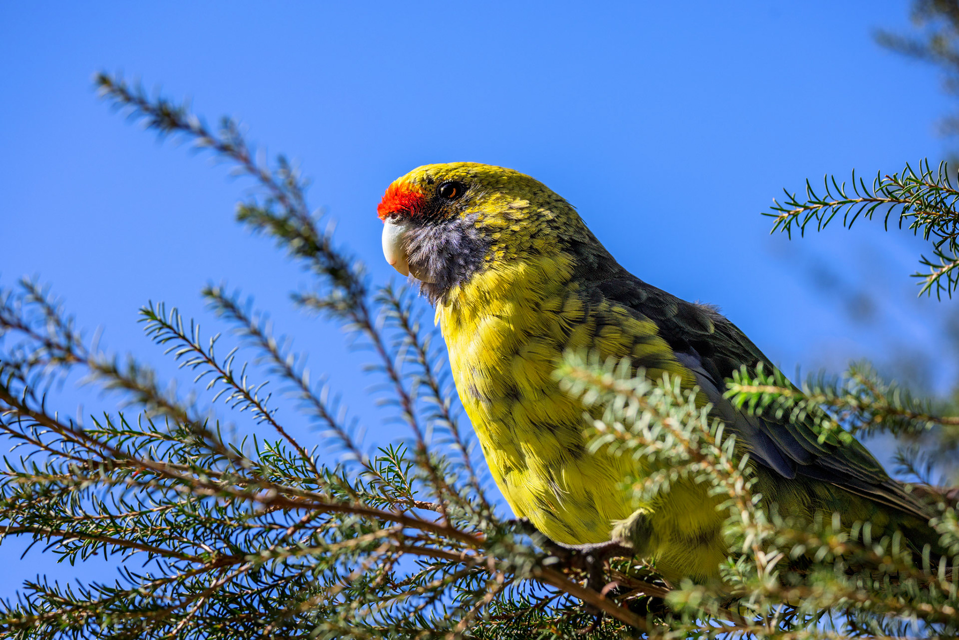 Green Rosella