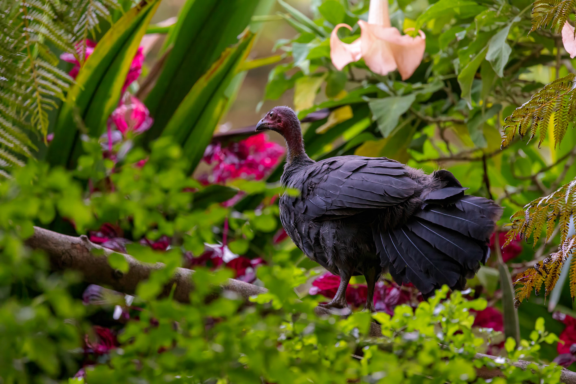 Australian Bushturkey