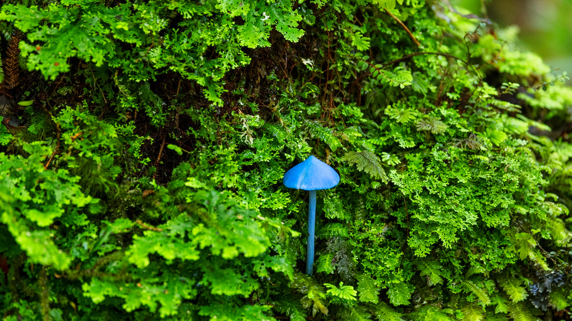 Entoloma hochstetteri