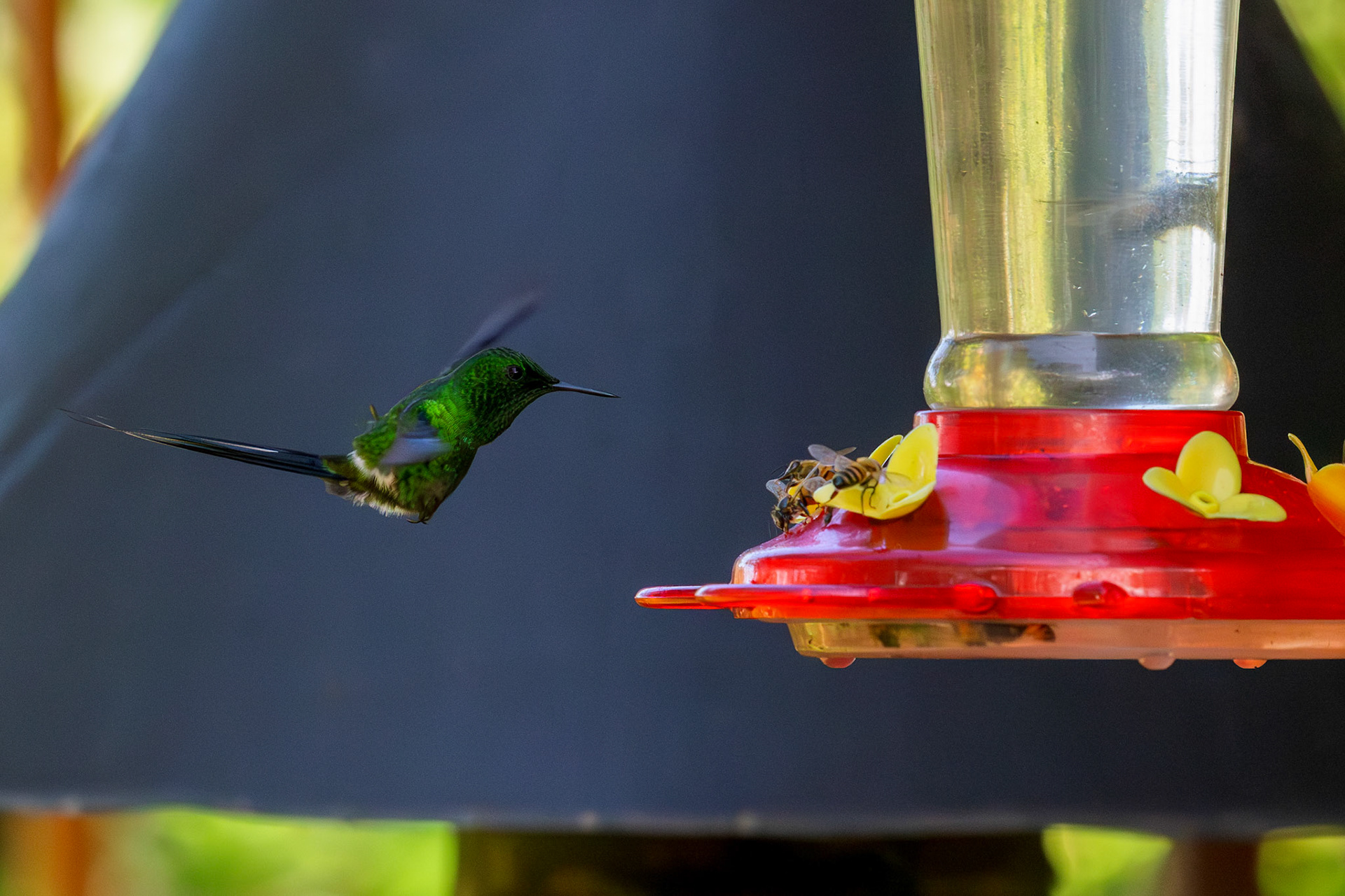 Green Thorntail