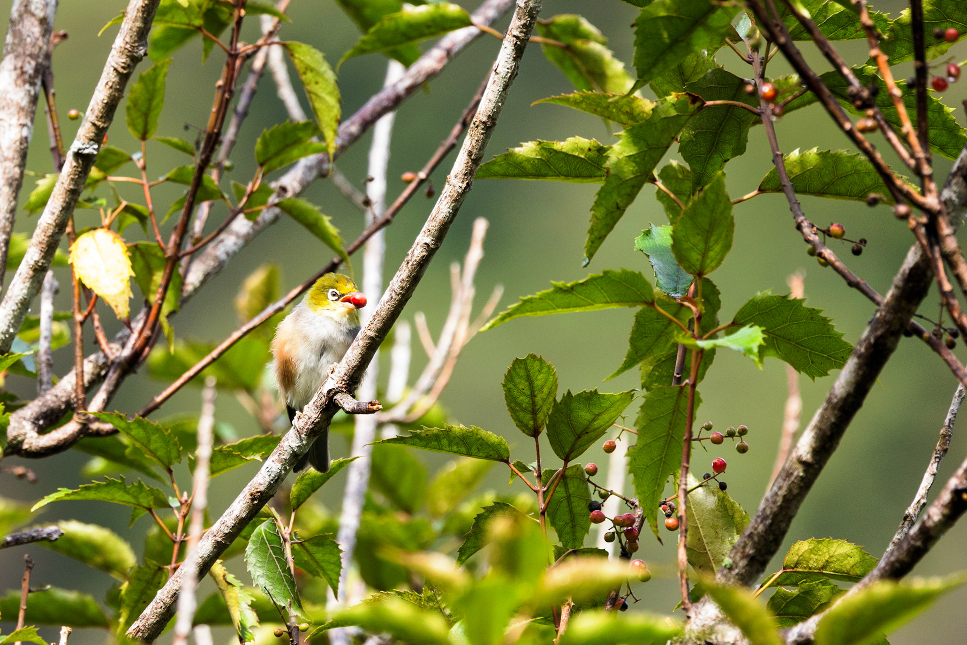 Silvereye