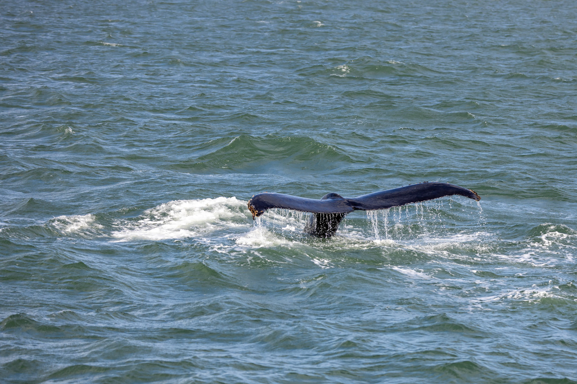 Humpback whale tail
