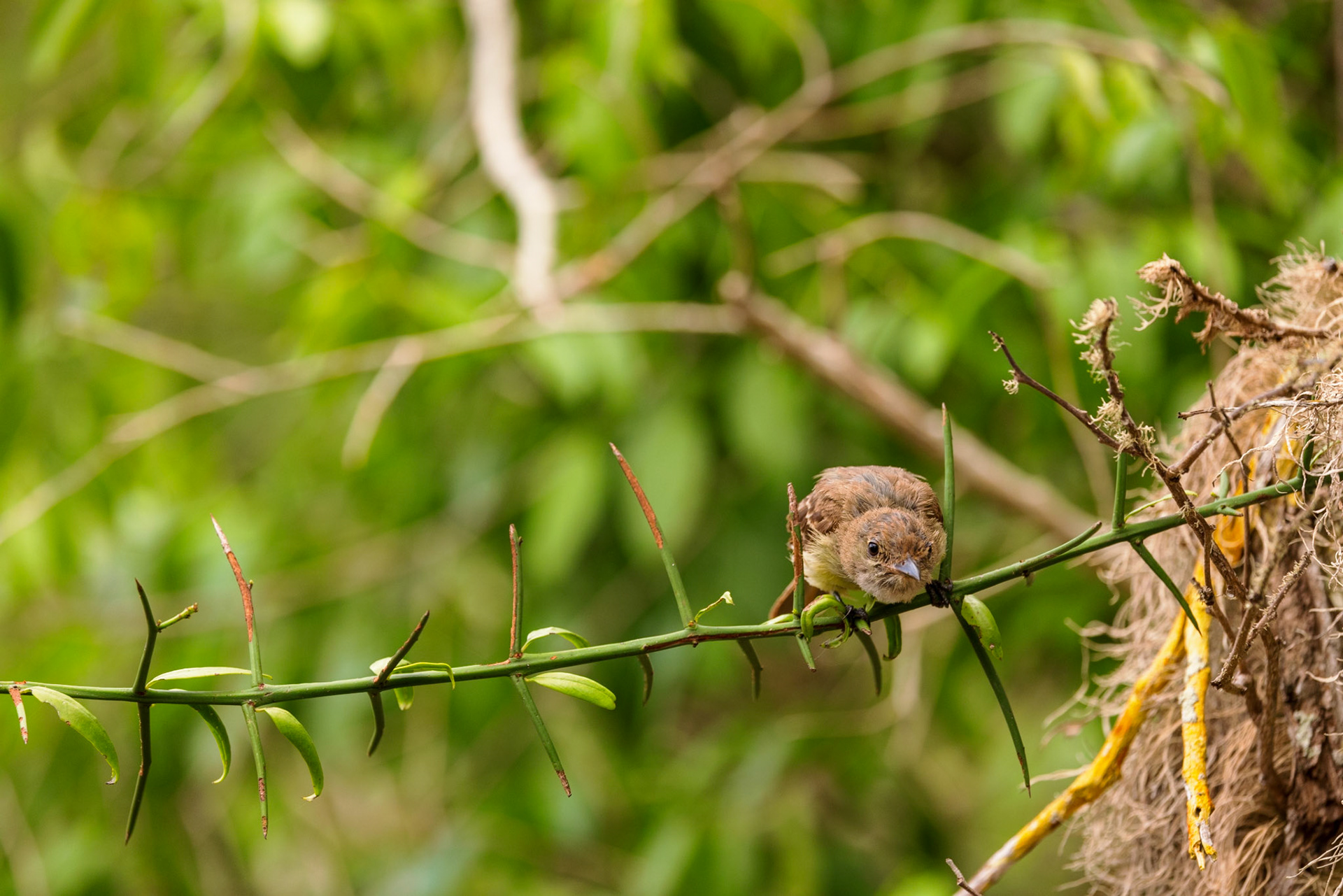 Galapagos Flycatcher