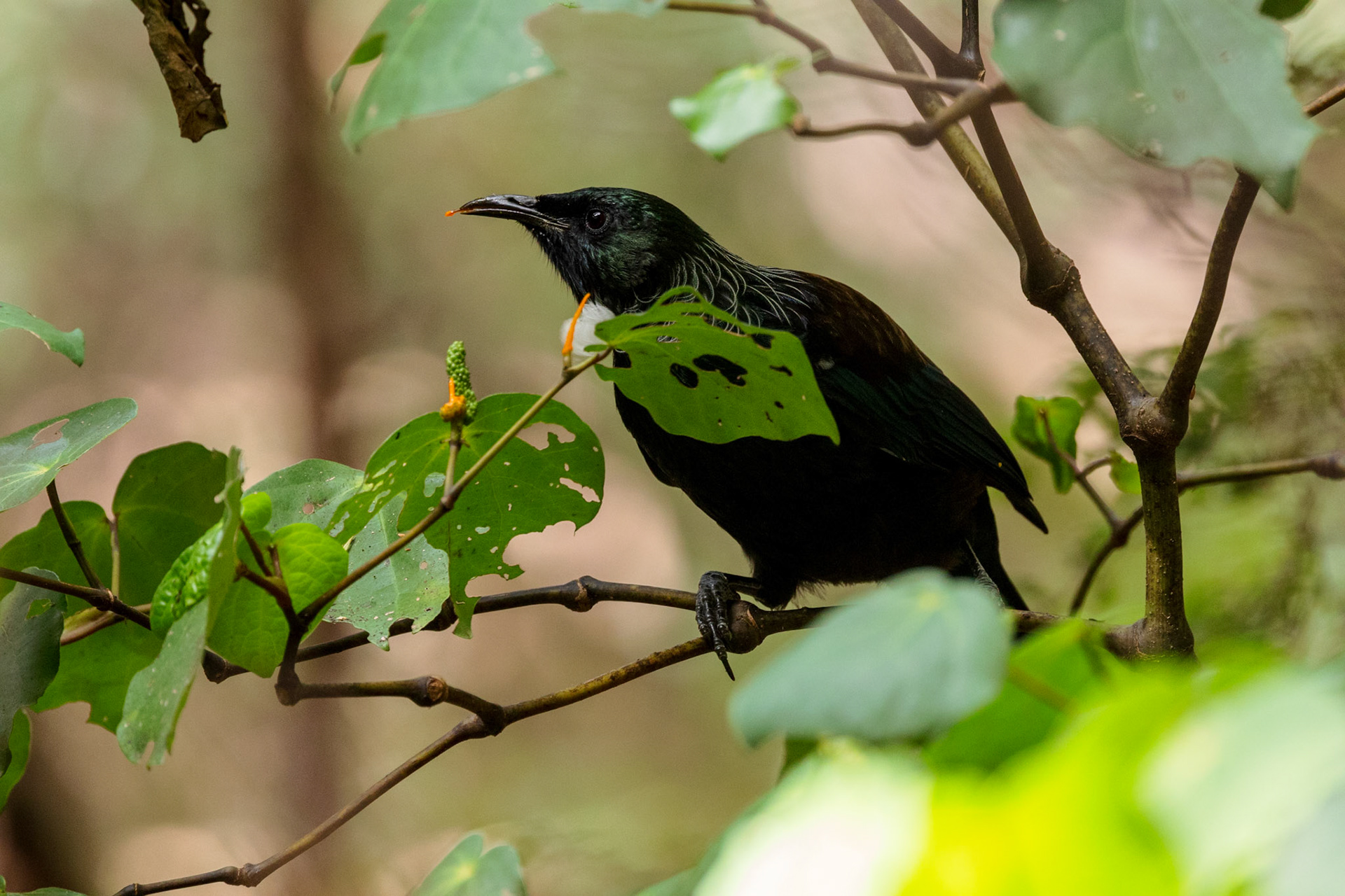 Tui