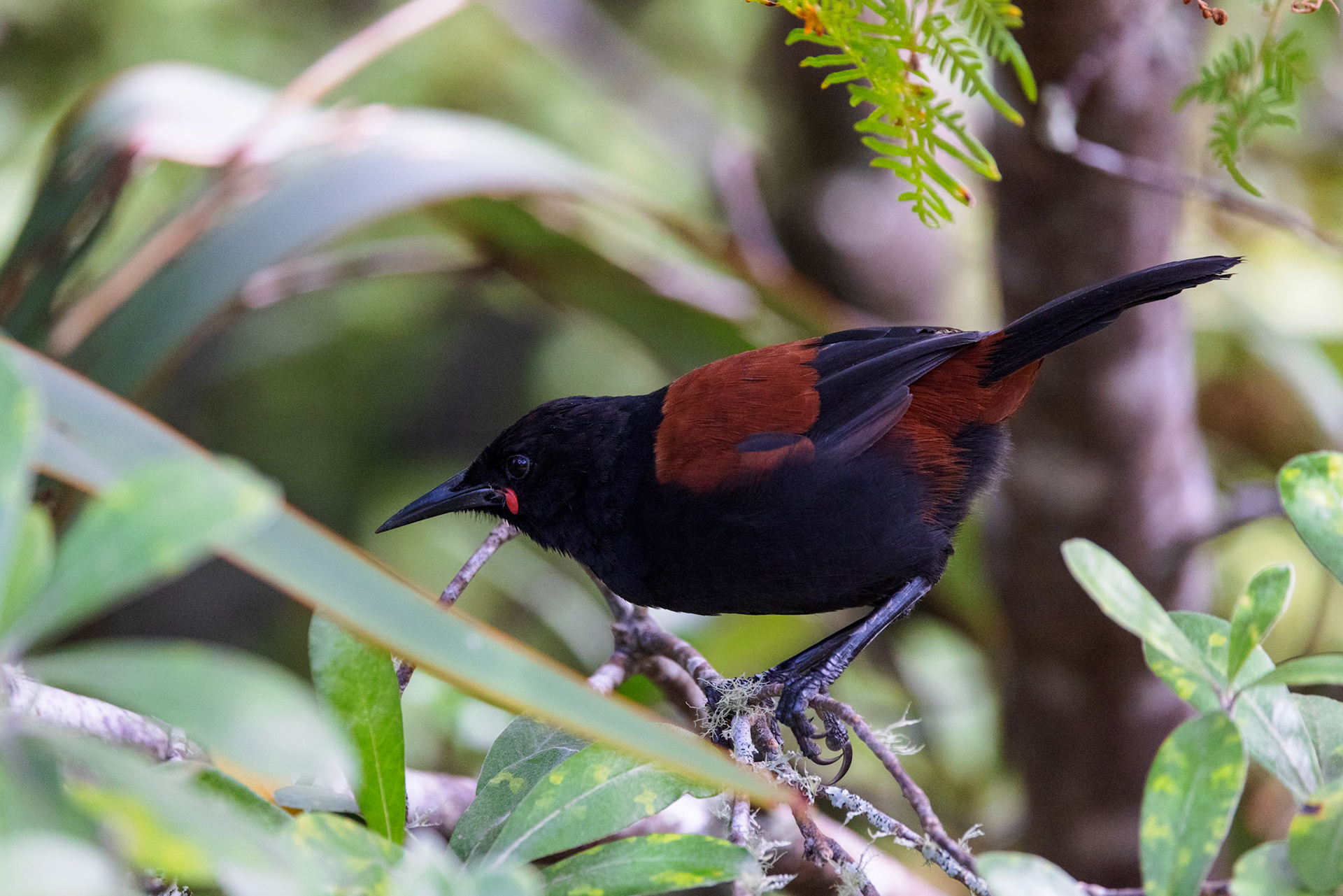 North Island Saddlebird