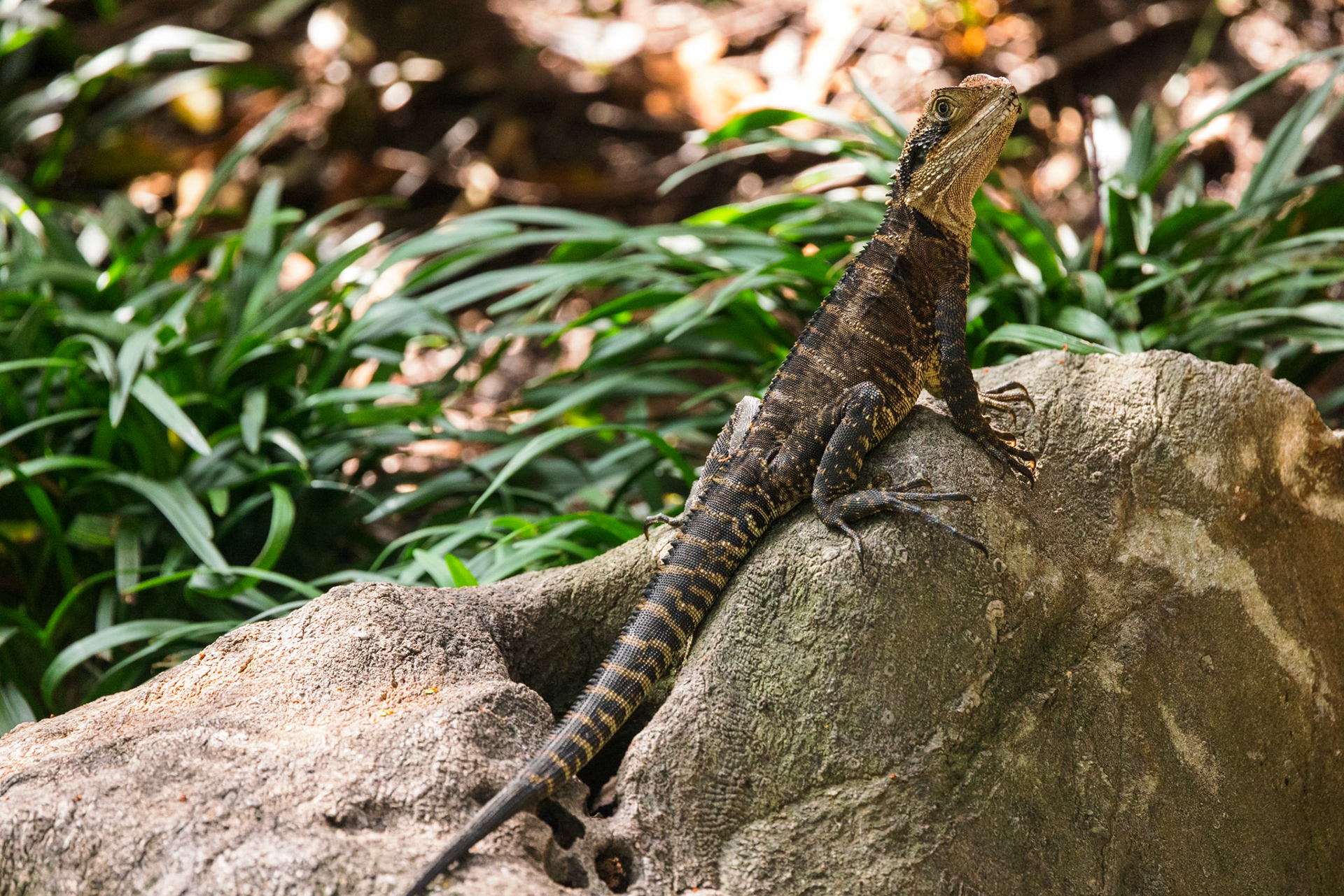Australian Water Dragon