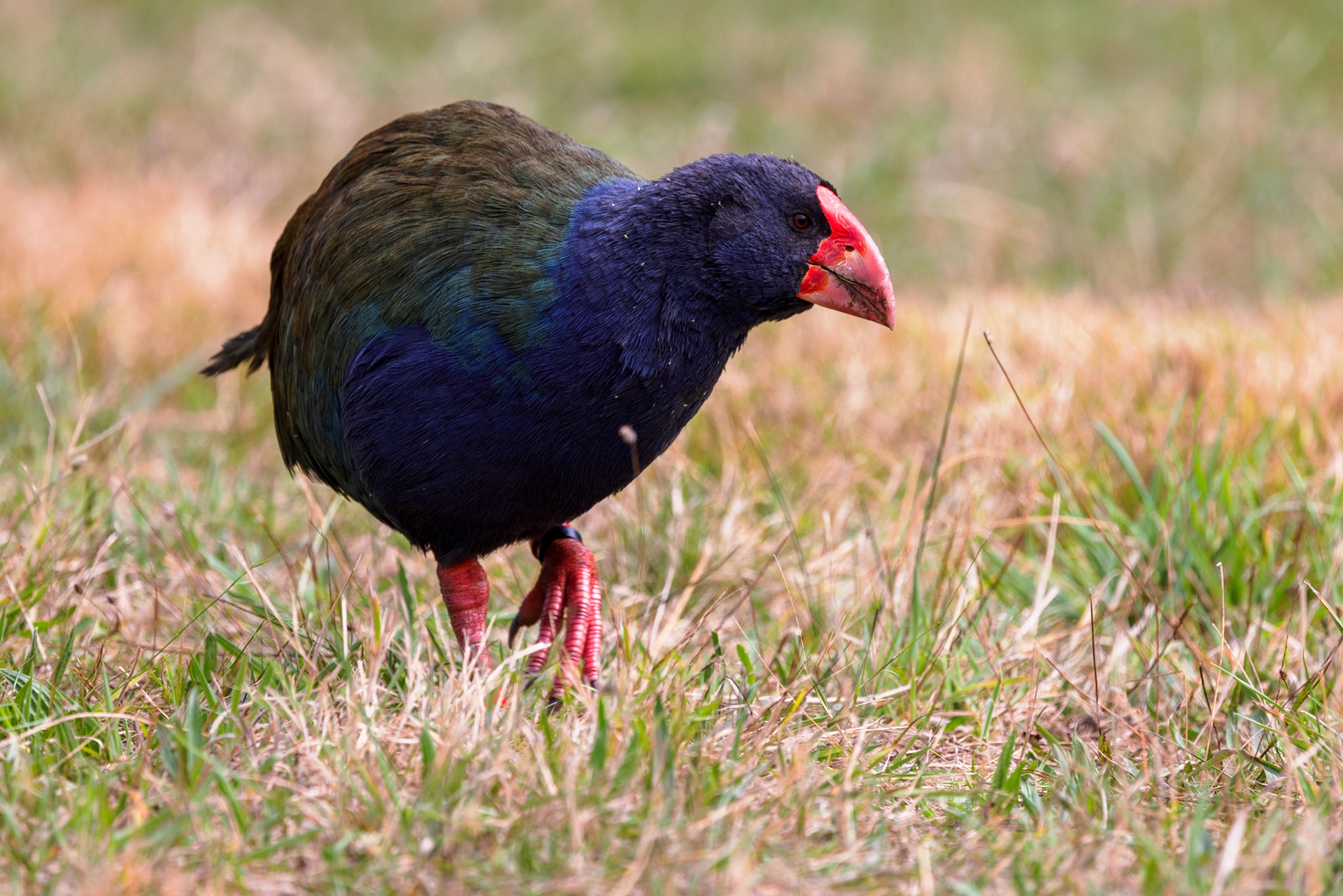 Takahe