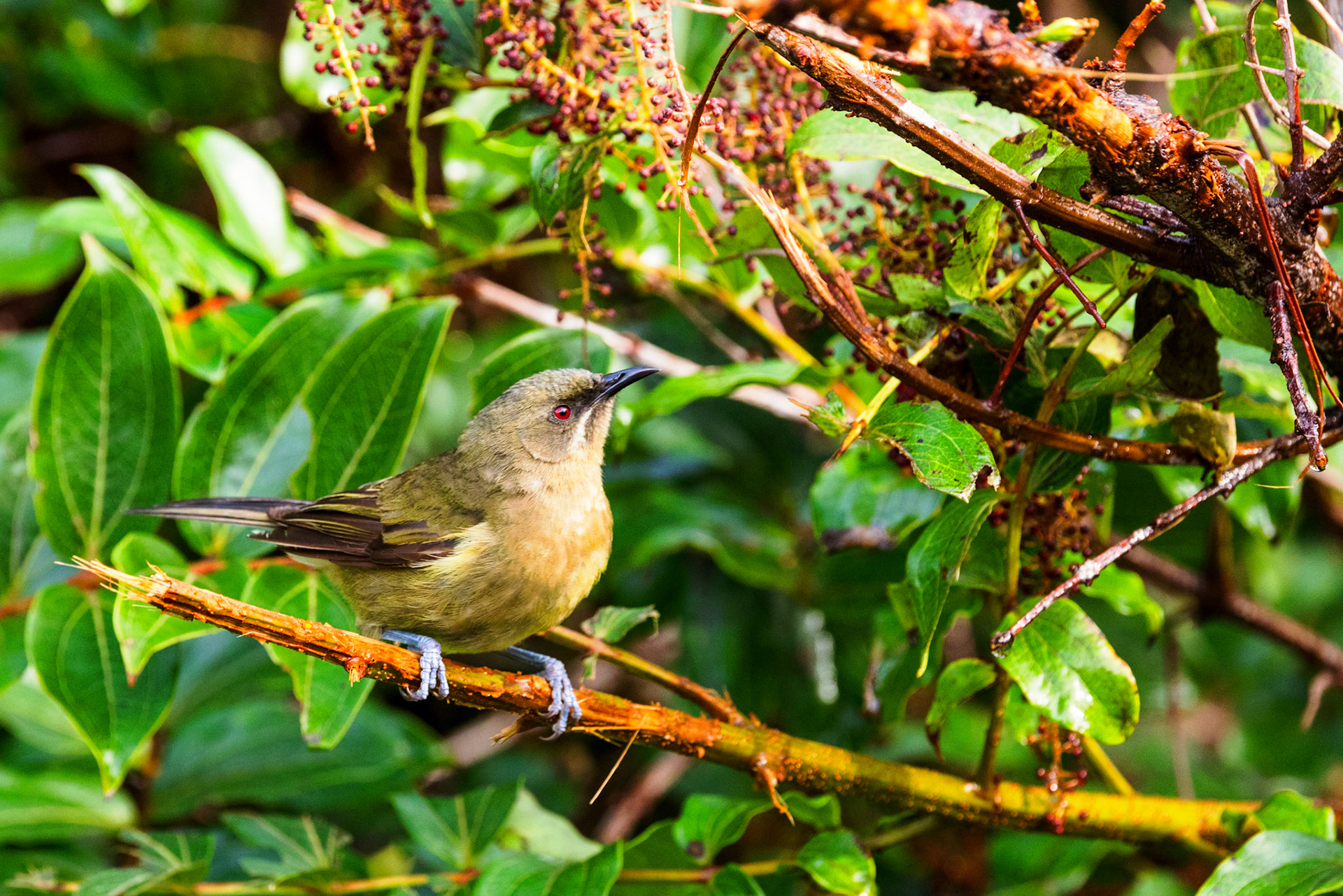 Bellbird (F)