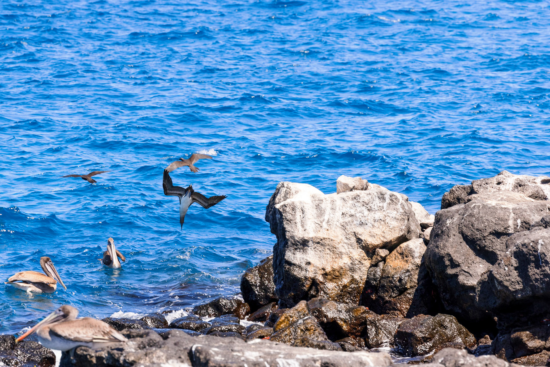 Blue-footed Booby