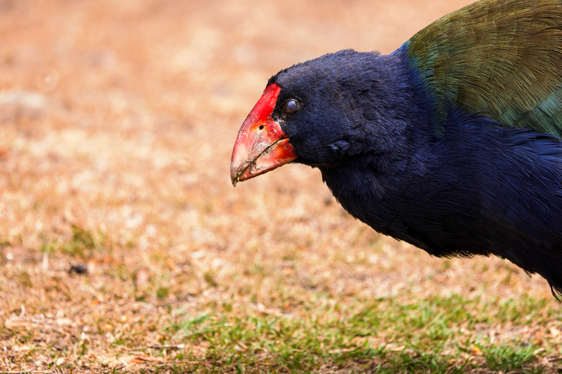 Takahe