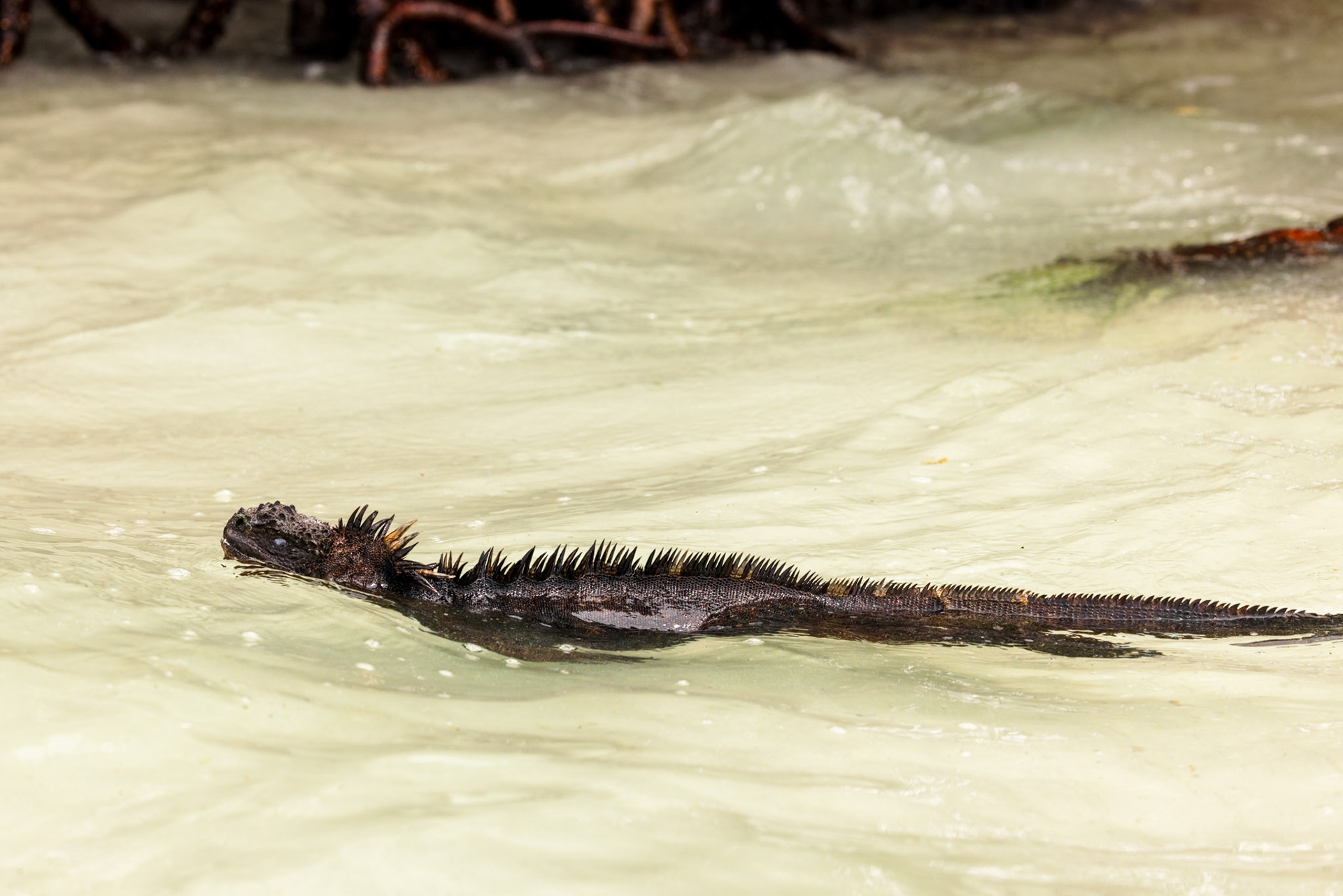 Marine Iguana