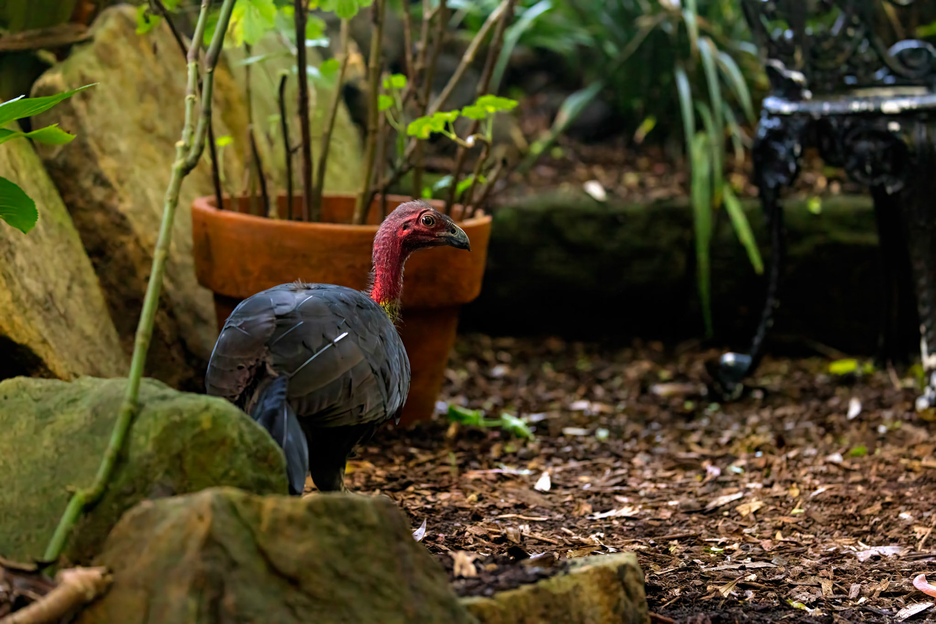 Australian Bushturkey