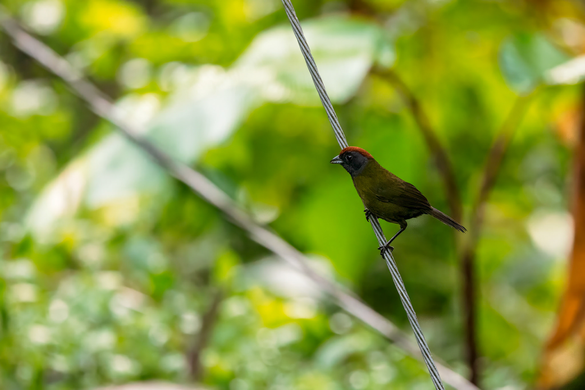 Olive Finch