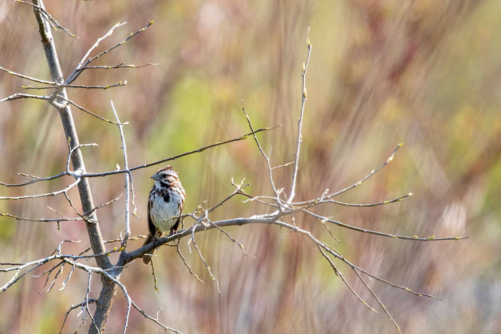 Song Sparrow
