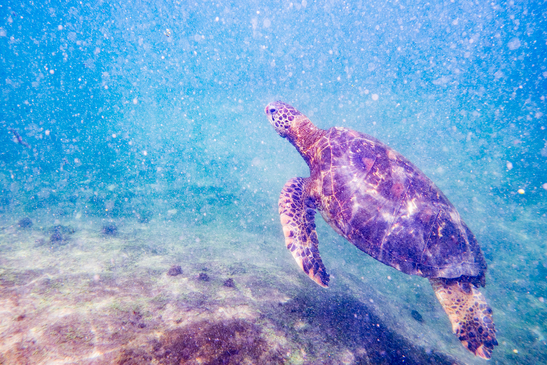 Green Sea Turtle