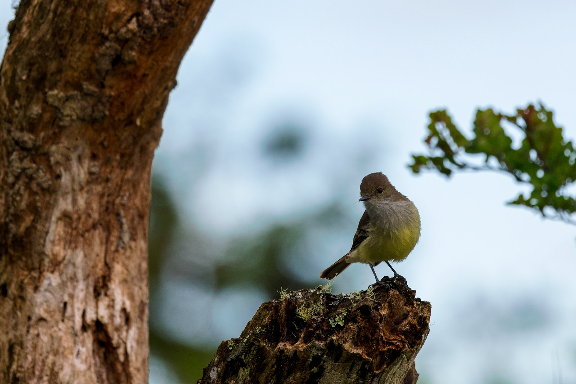 Galapagos Flycatcher
