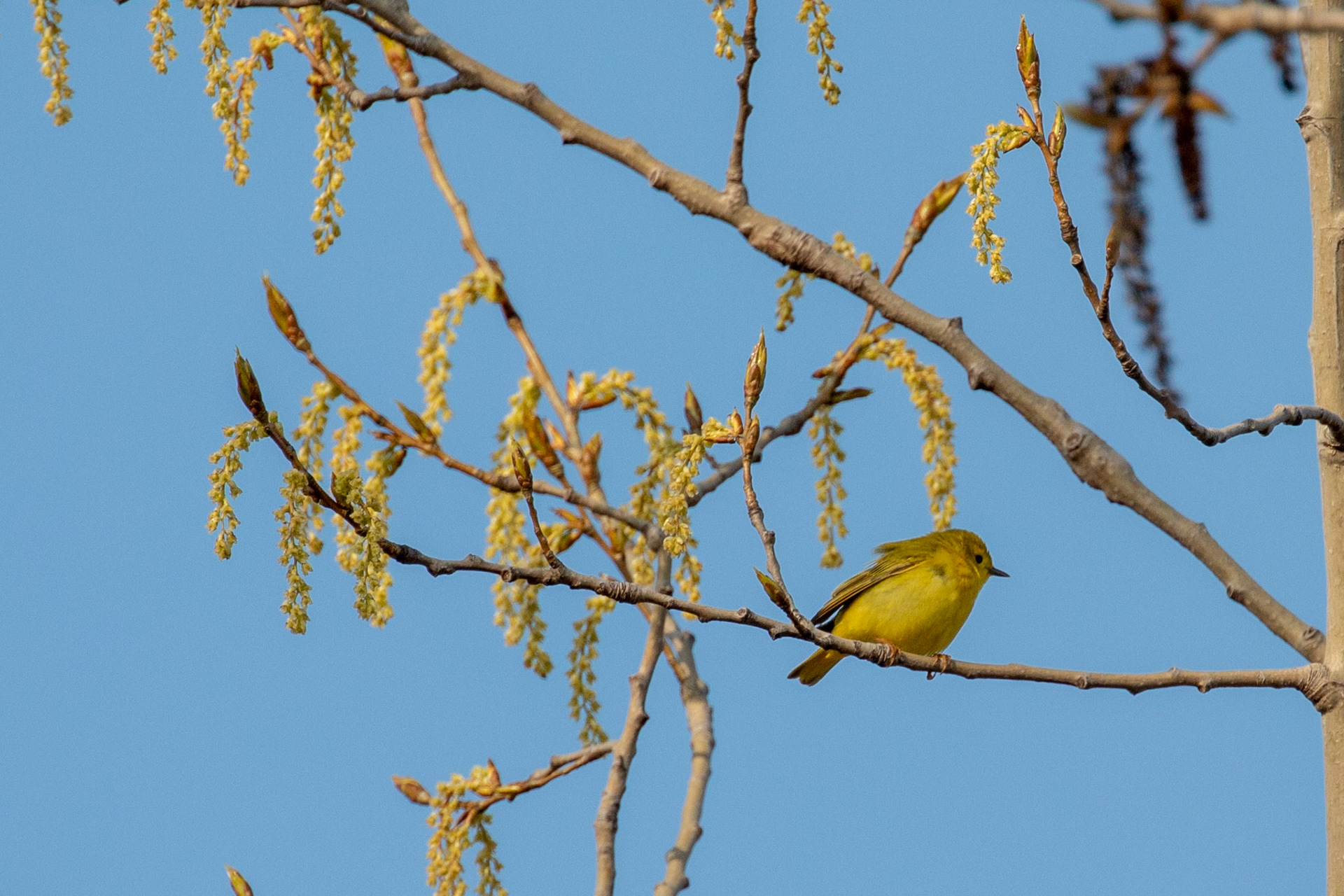 Yellow Warbler (F)