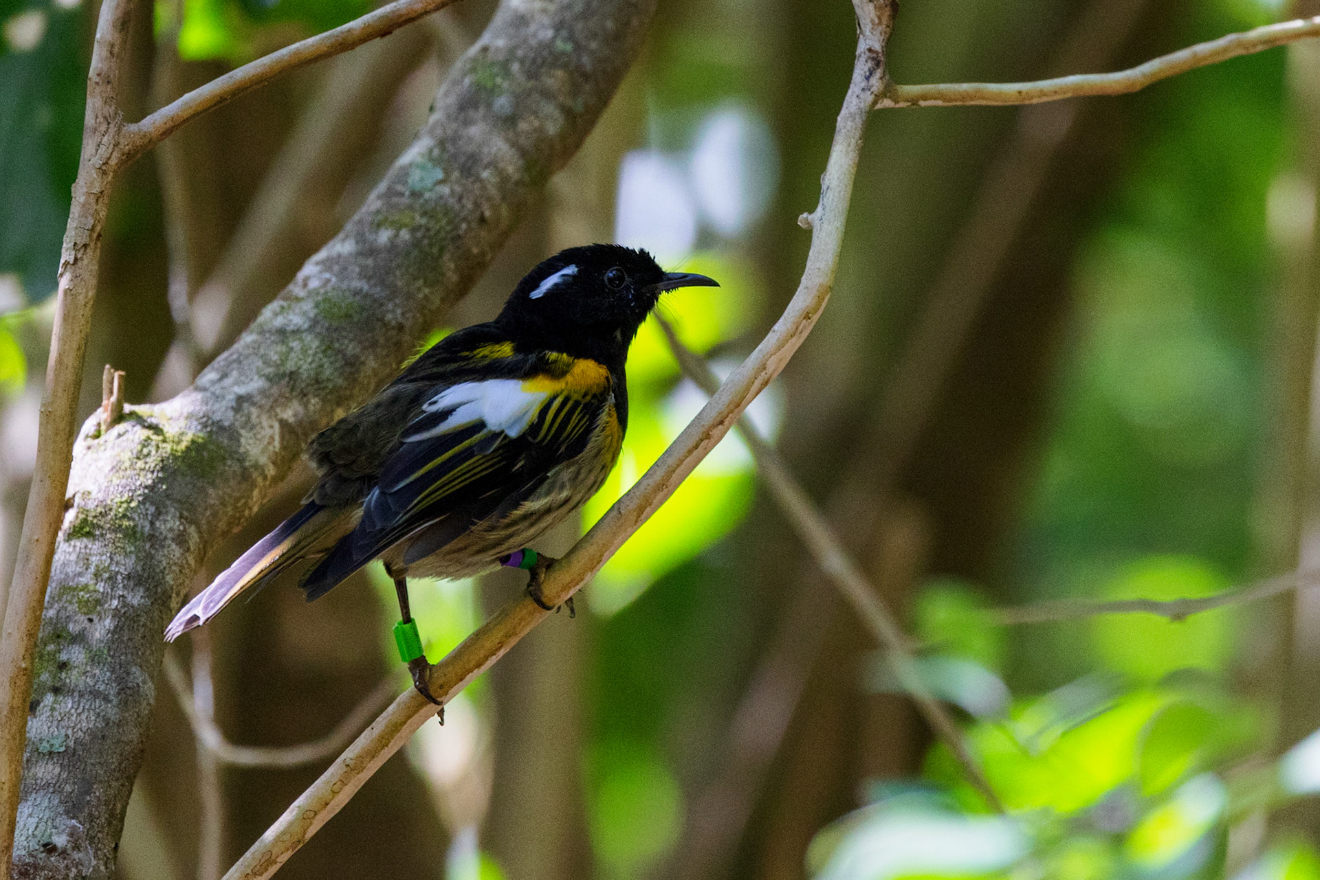 Stitchbird