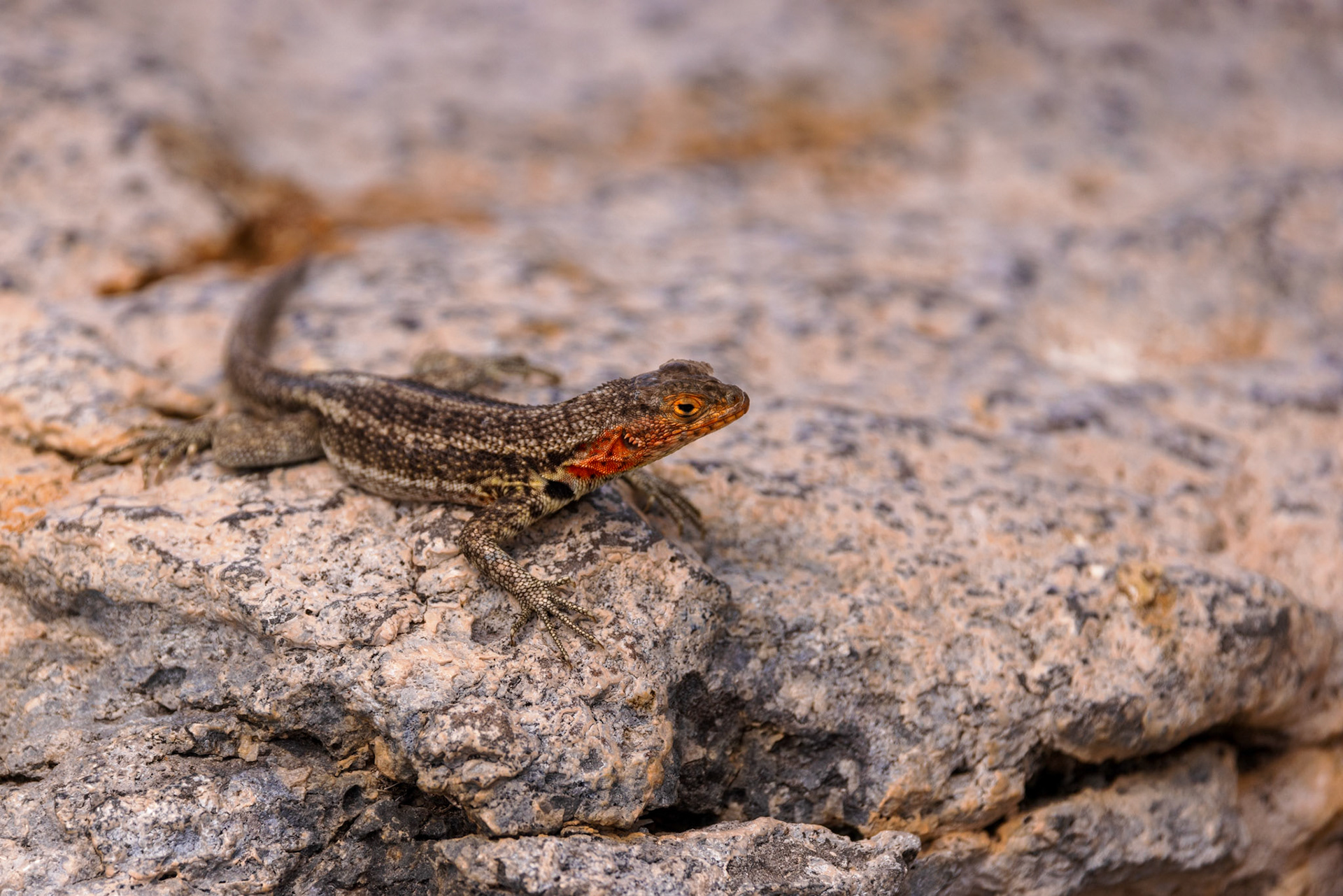 Lava Lizard (F)