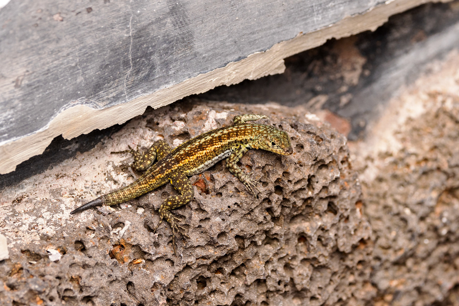 Lava Lizard (M)